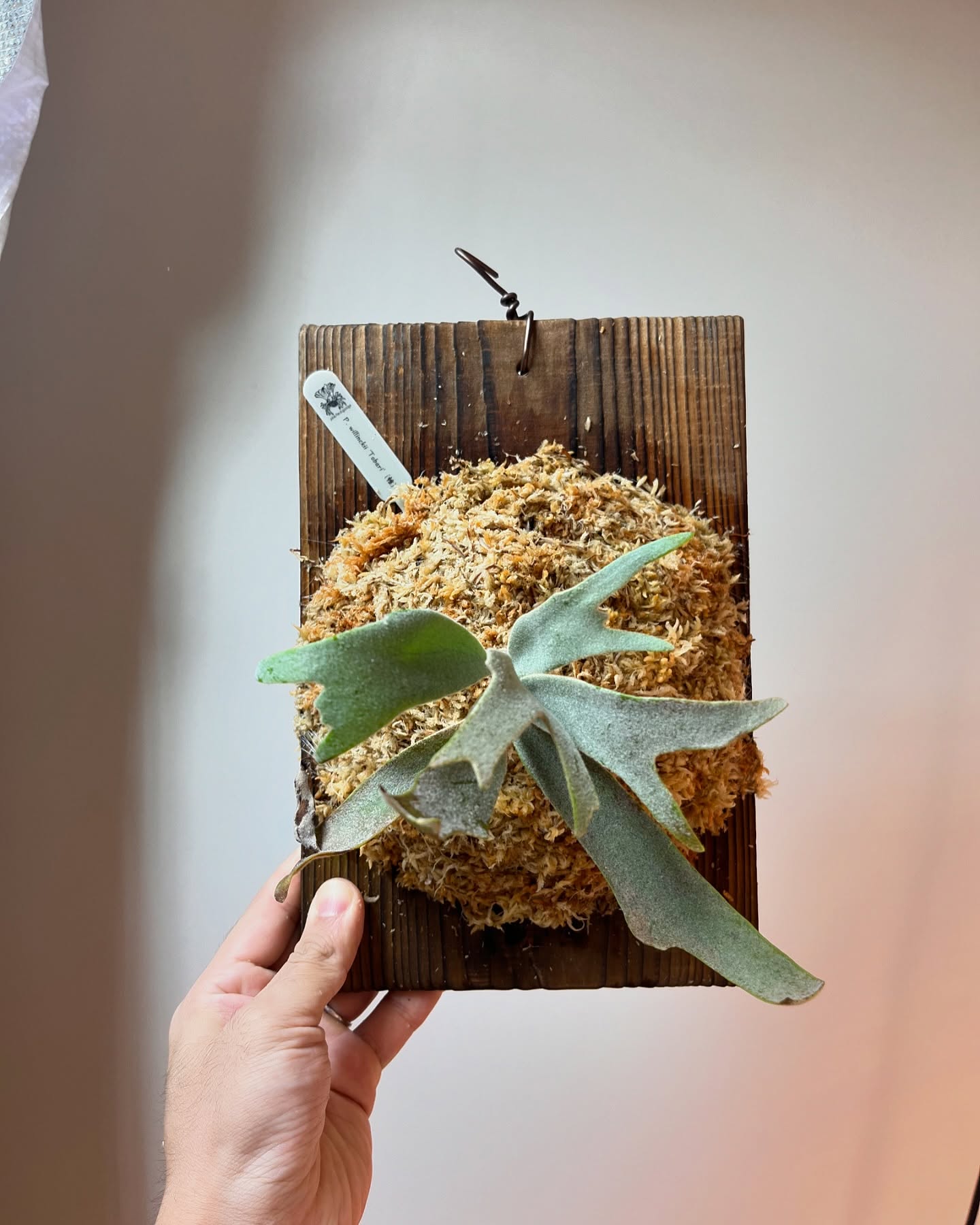 P.willinckii tobari from @pine.field.garage じつはずっと