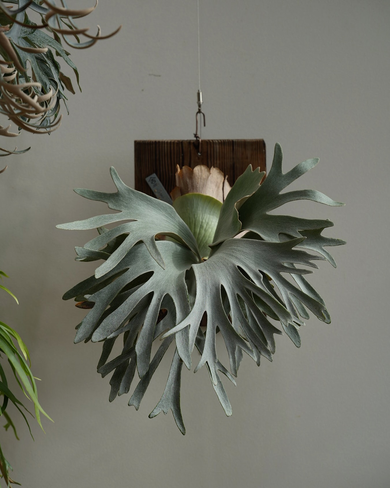 P.White gizmo めっちゃ綺麗