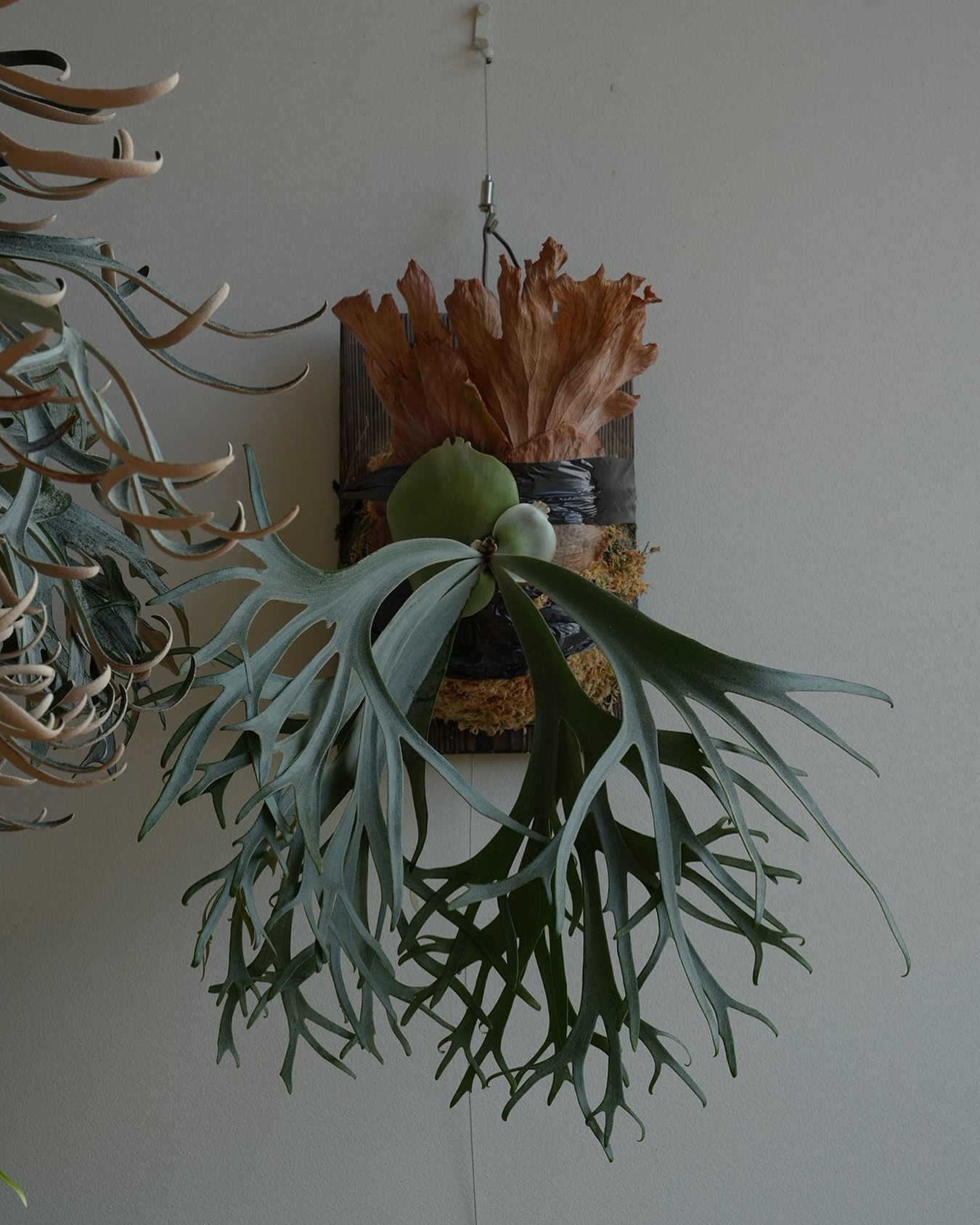 P.willinckii blue queen 貯水葉を矯正するのに五条スタイルは有効です。