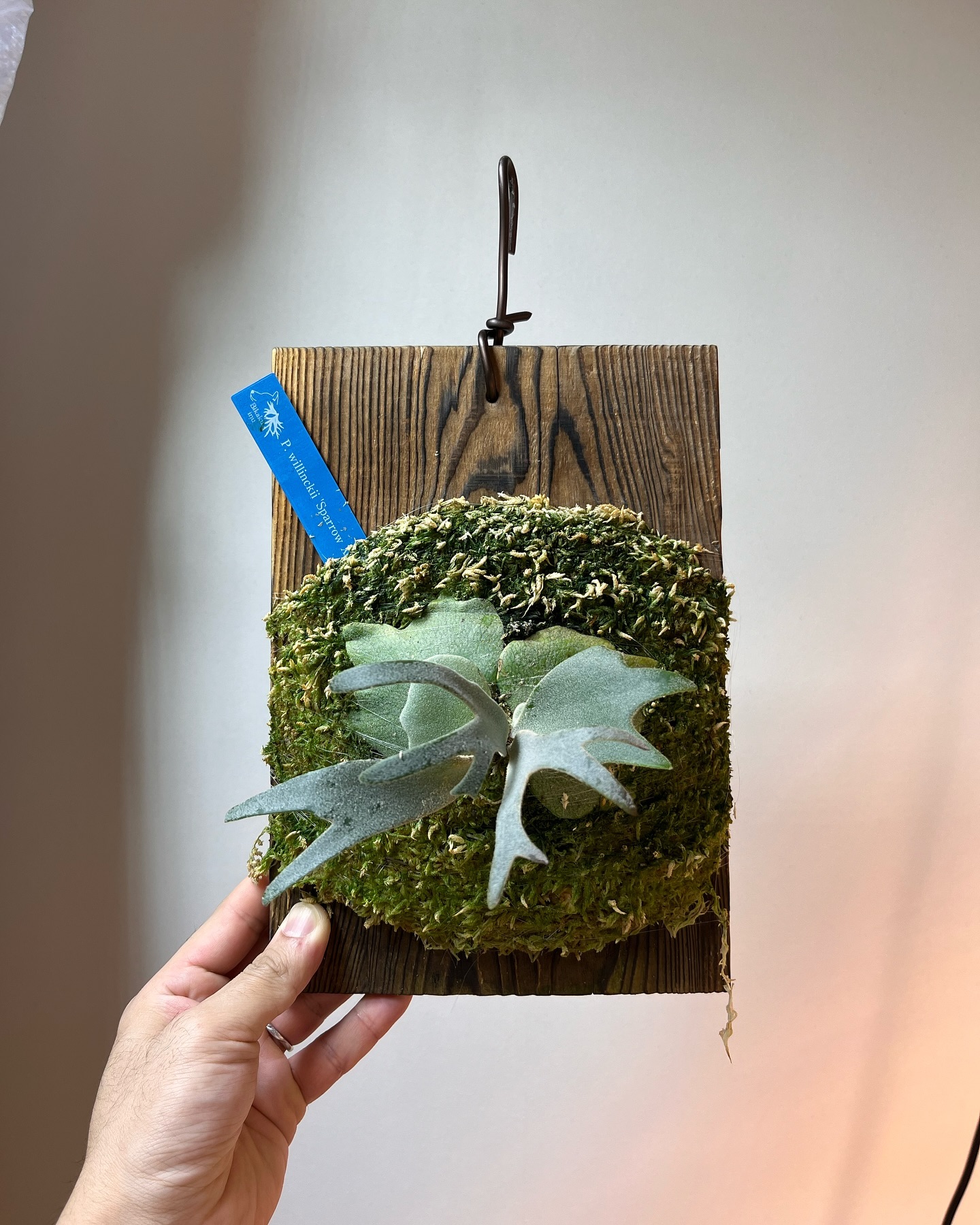 P.willinckii Sparrow X from @bikakuinu 成長はまだちょっと遅め