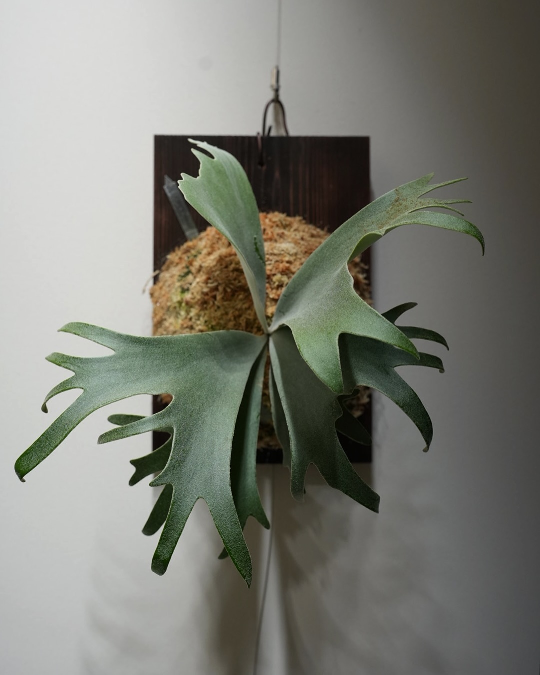 P.willinckii omega from @bikakumafia 根が板に到達しまくりなので