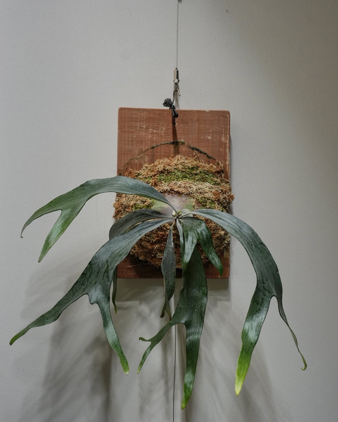 P.mt lewis from @botanyvalley せっかくだから俺はこのボタニーさんの白ル