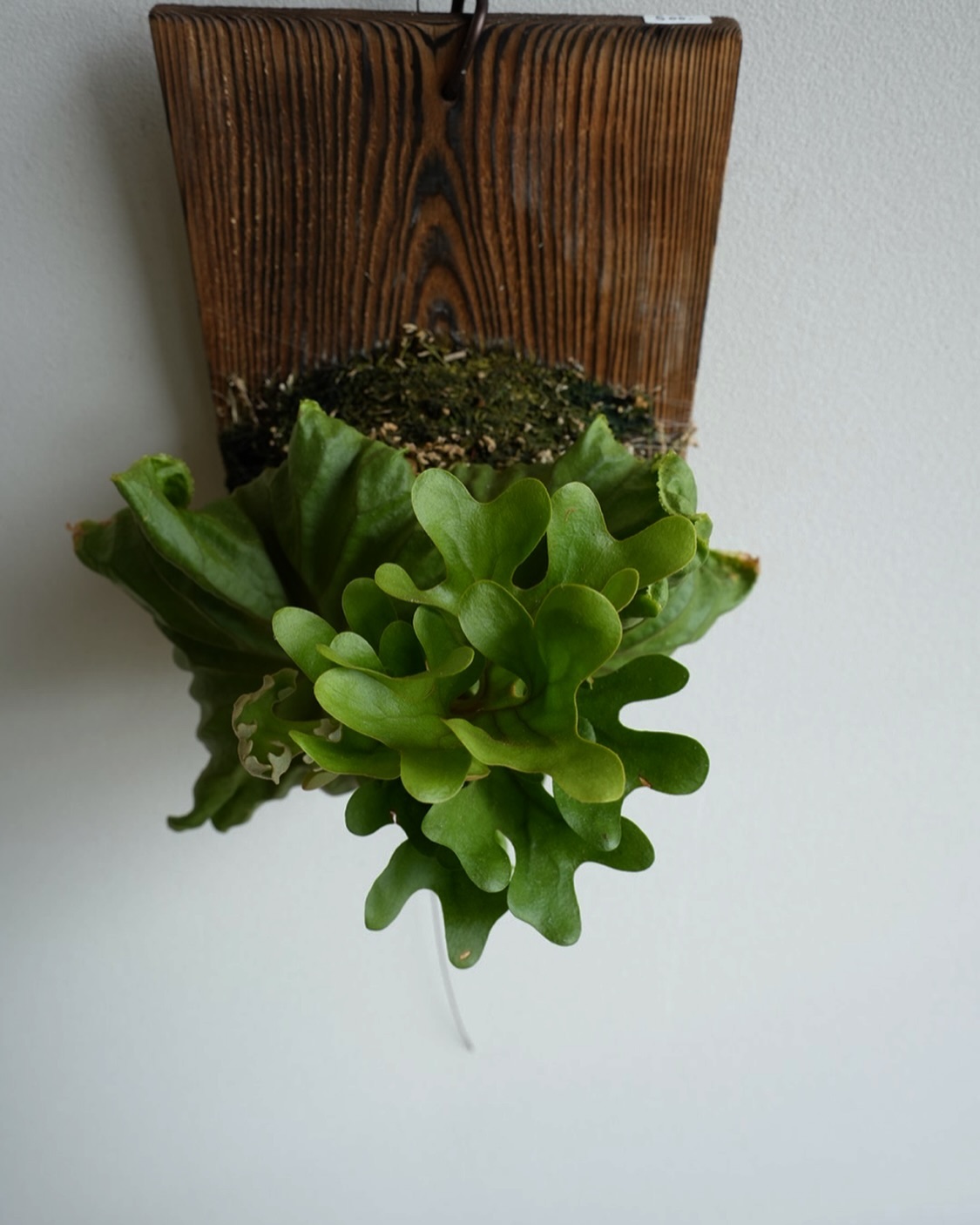 P.ridleyi dwarf とても良いです。