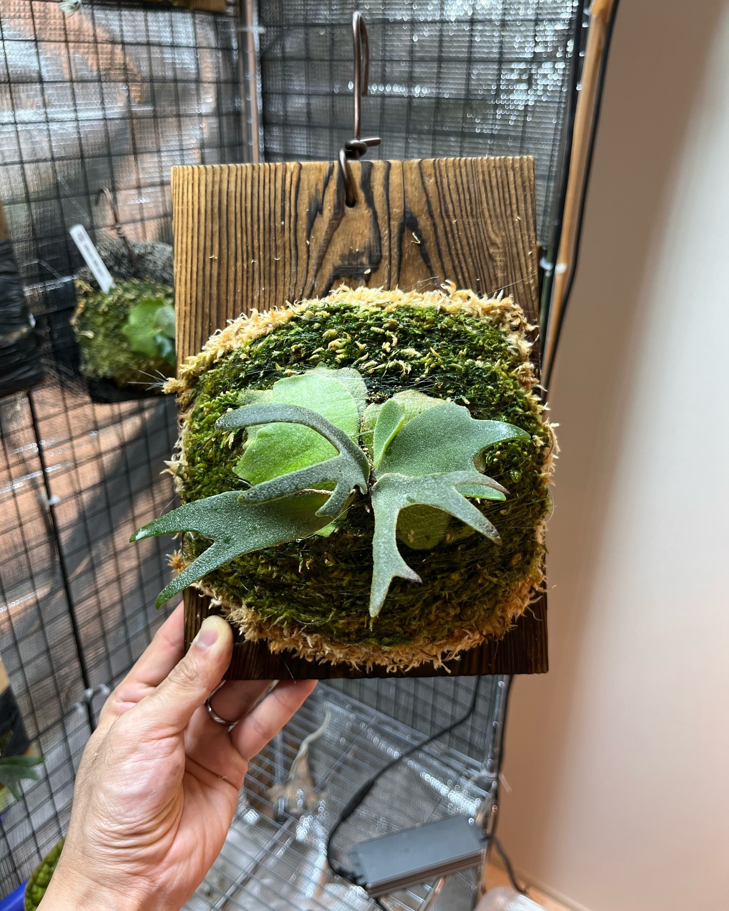 P.willinckii Sparrow X from @bikakuinu 根が板に到達したため苔