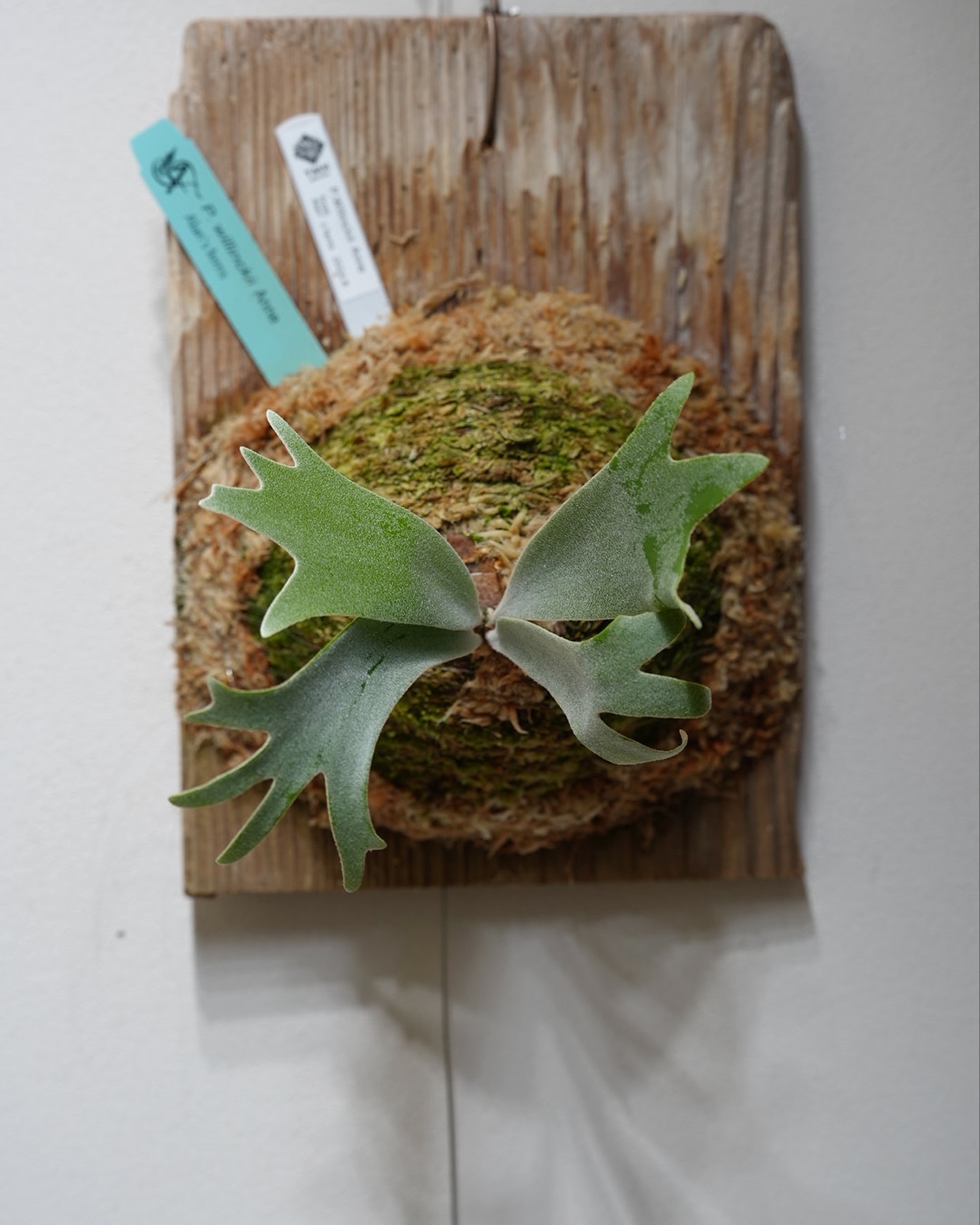 P.willinckii anne from @tmk_plants 根が板に到達しているよとビカク