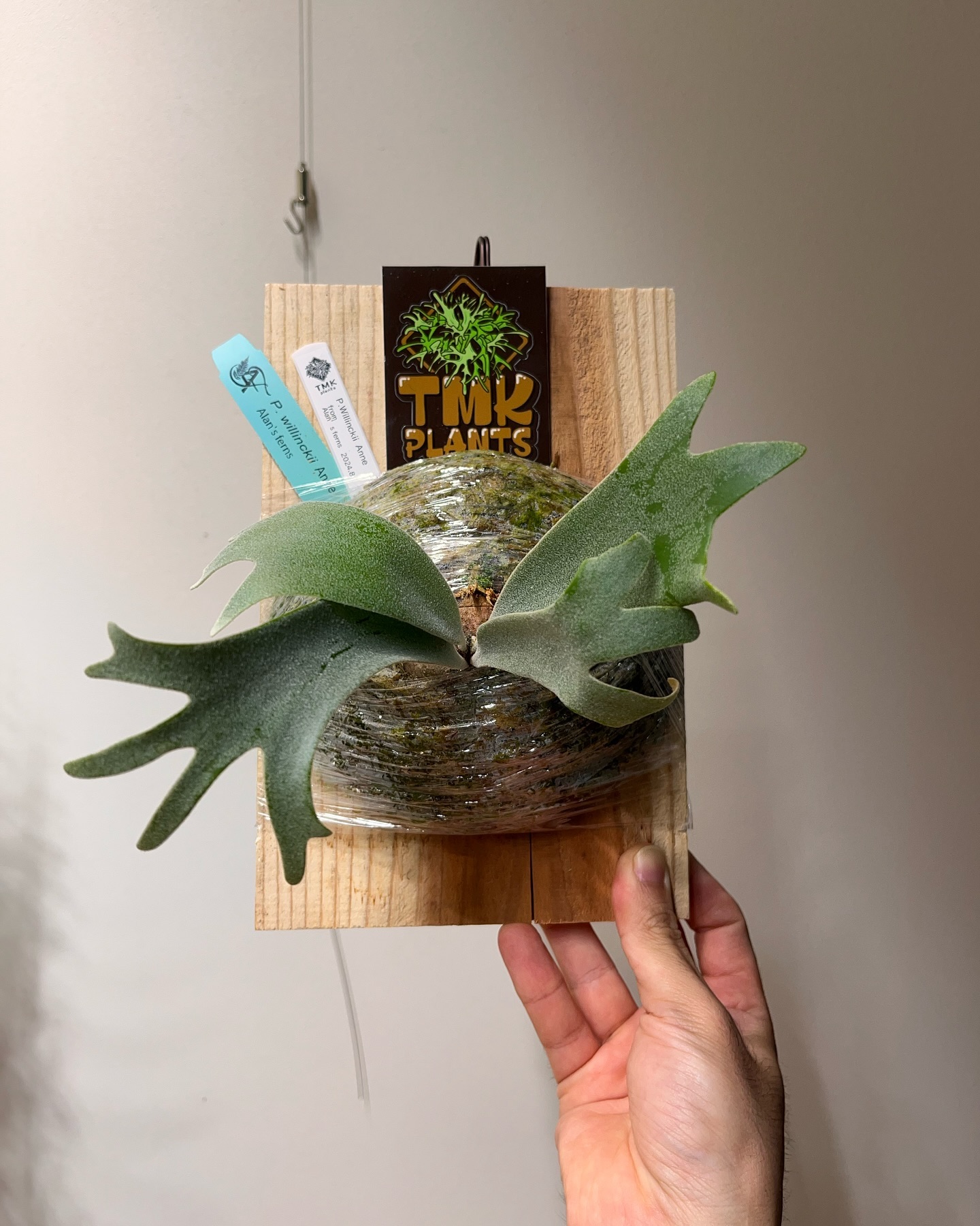 P.willinckii anne from @tmk_plants 買っちゃいました。 なぜか最近