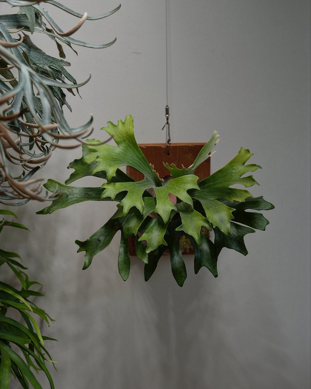 P.hillii has この株はその昔、三重糜会の会長 @zutto_kin 氏よりもたらされたも