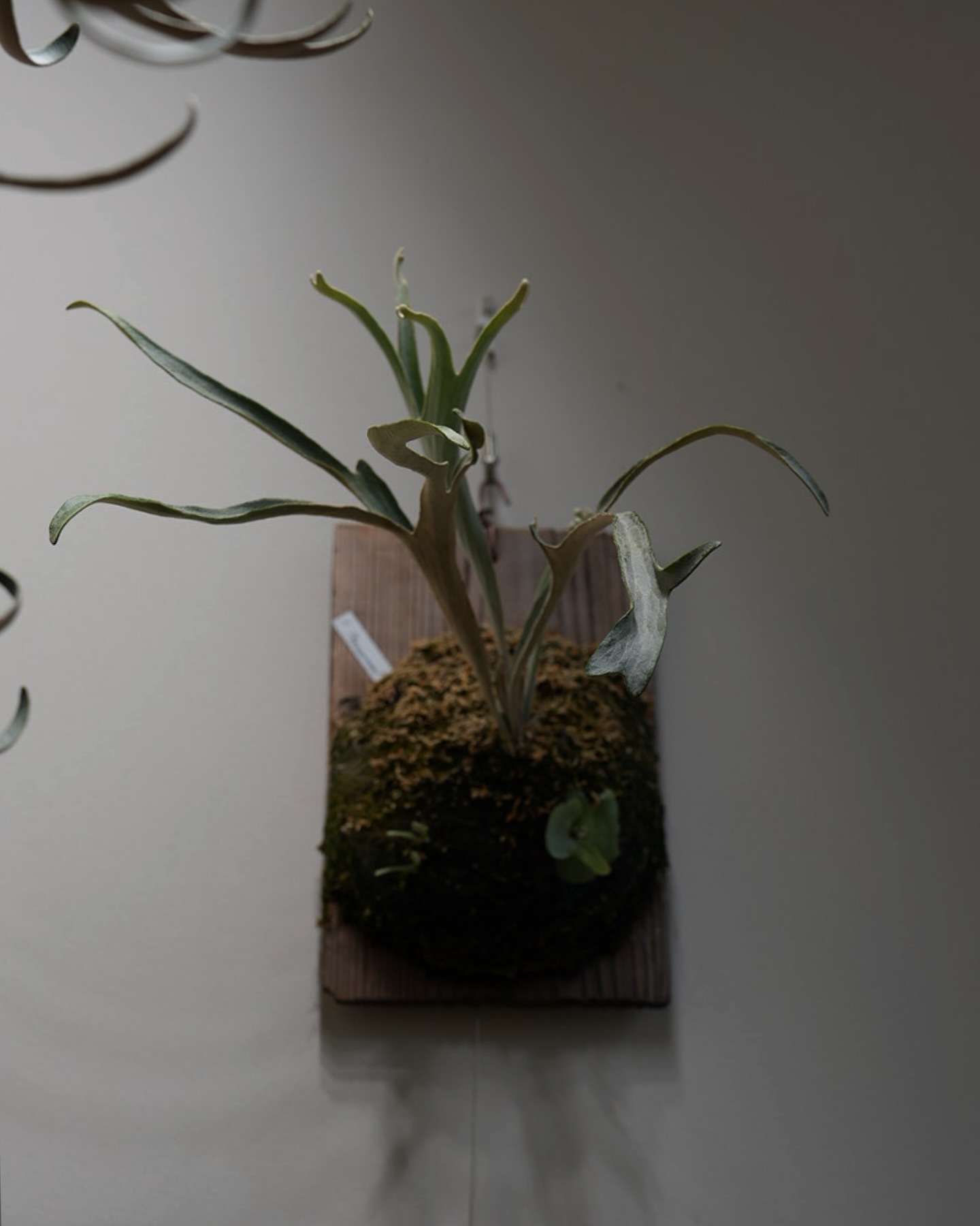 P.Phenomenal from @katsu_hibino ビカク界のイタリアングレイハウンド。