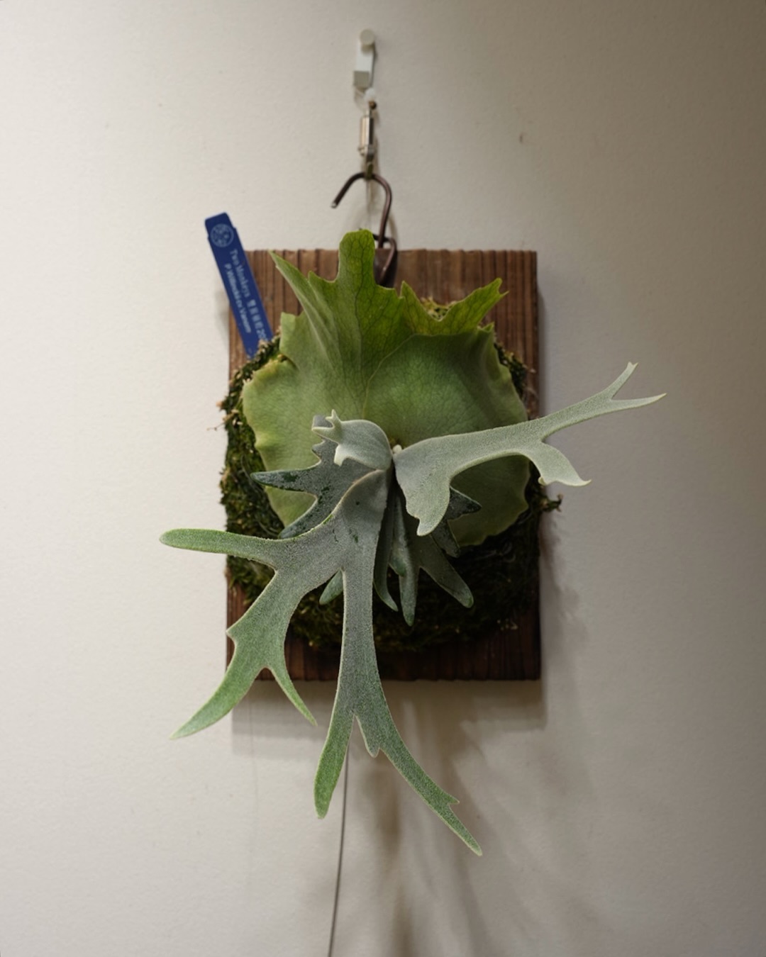 P.willinckii vanorn たぶんこれはピピン系。