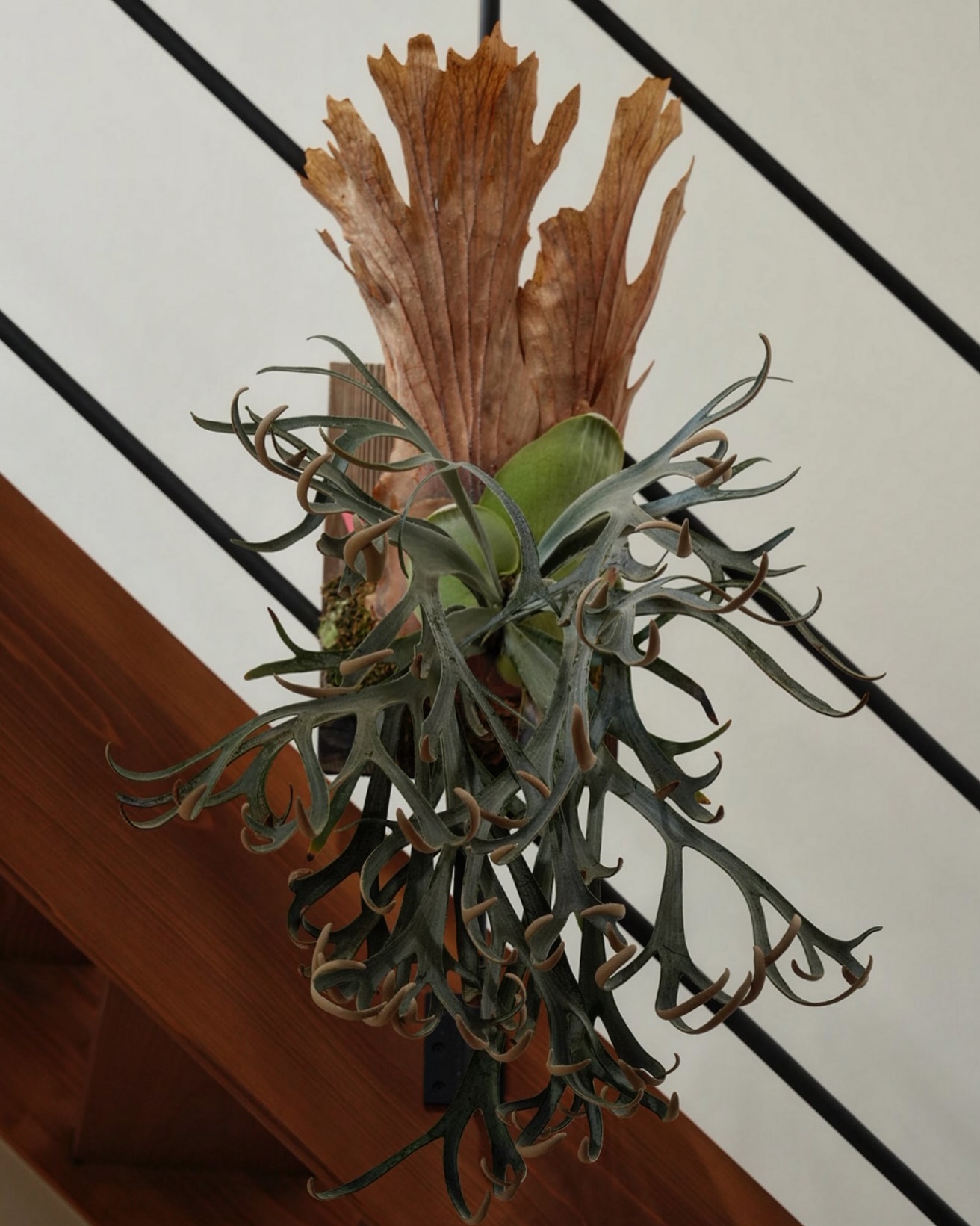 P.willinckii moonlight 実物はどれくらいの大きさだと思いますか？