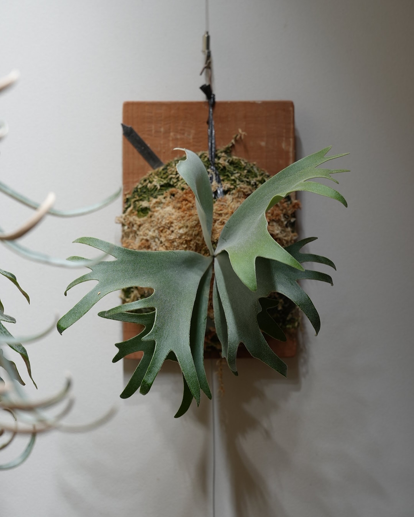 P.willinckii omega from @bikakumafia 貯水葉ターンになったので、