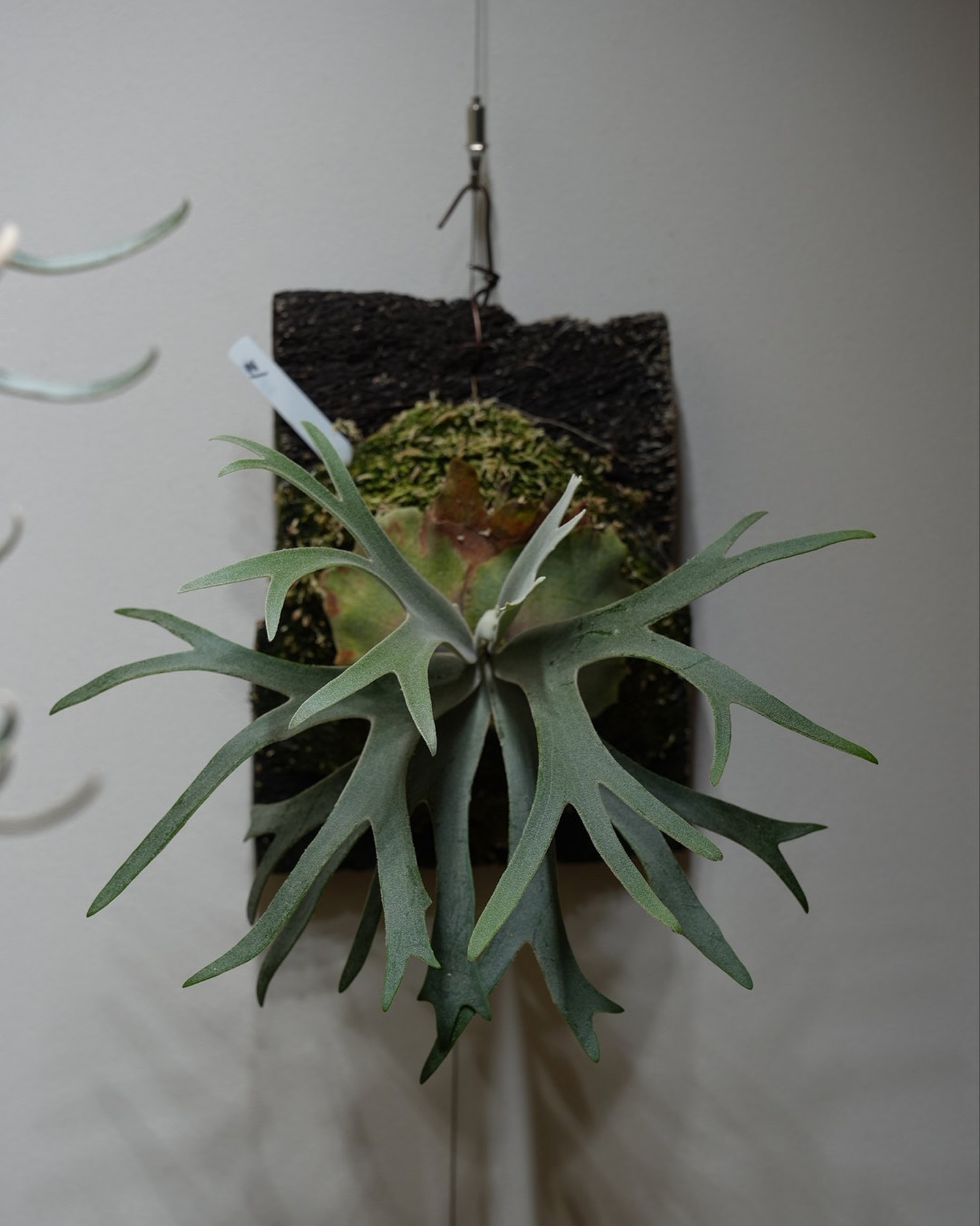 P.willinckii 伊弉諾 from @big_bell.plants_aqua すんごいシン