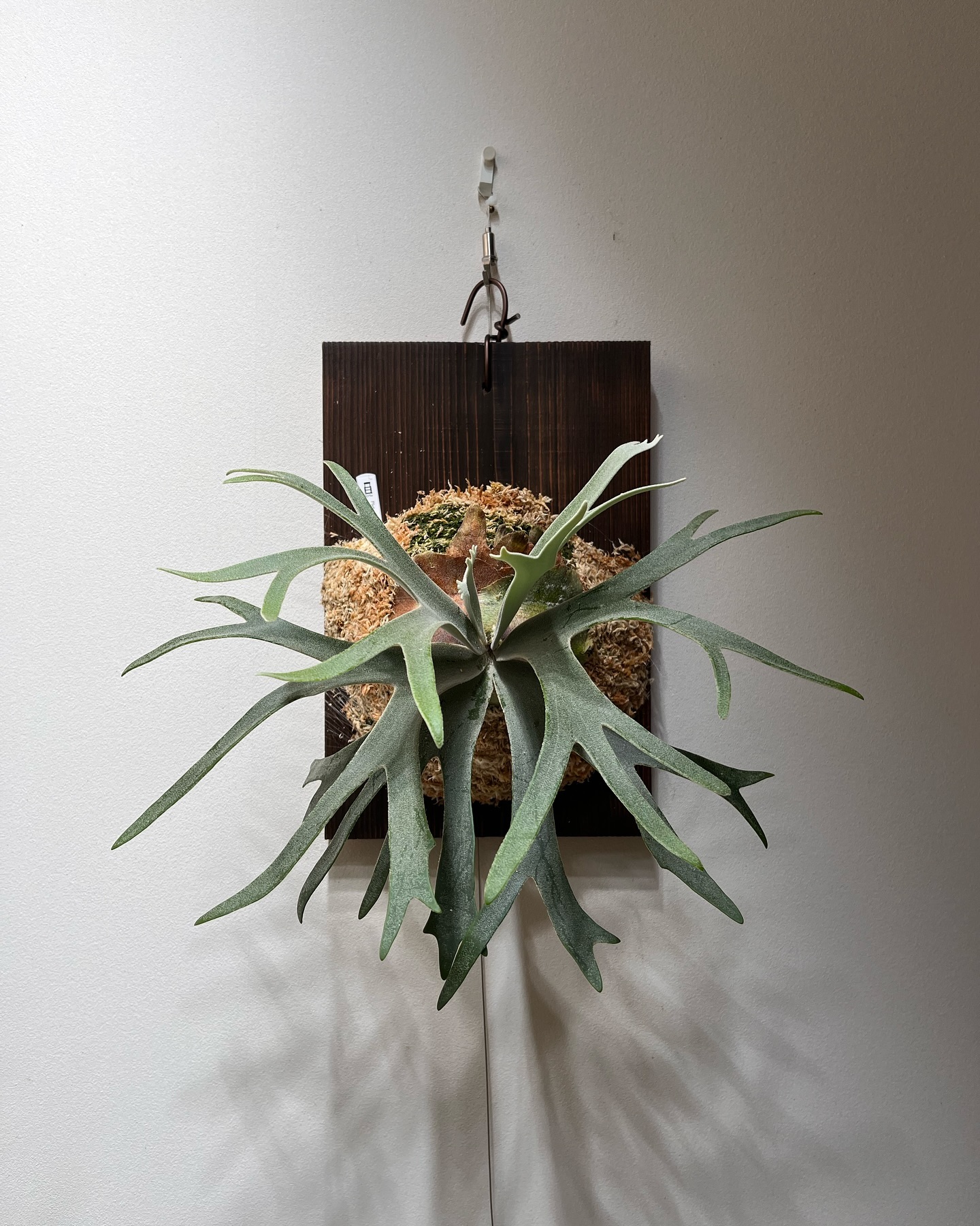 P.willinckii 伊弉諾 from @big_bell.plants_aqua 23センチ幅