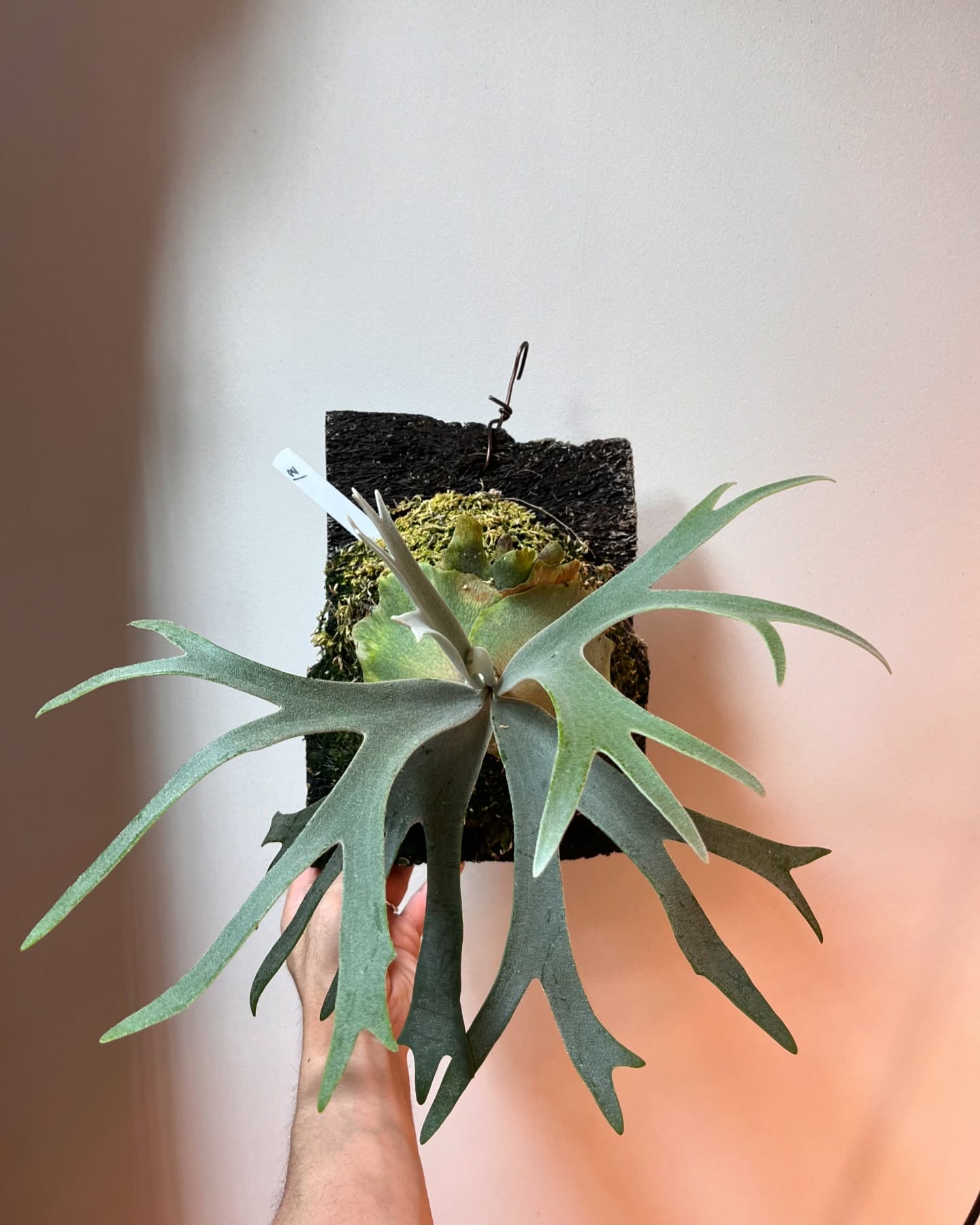 P.willinckii 伊弉諾 from @big_bell.plants_aqua 1枚目202