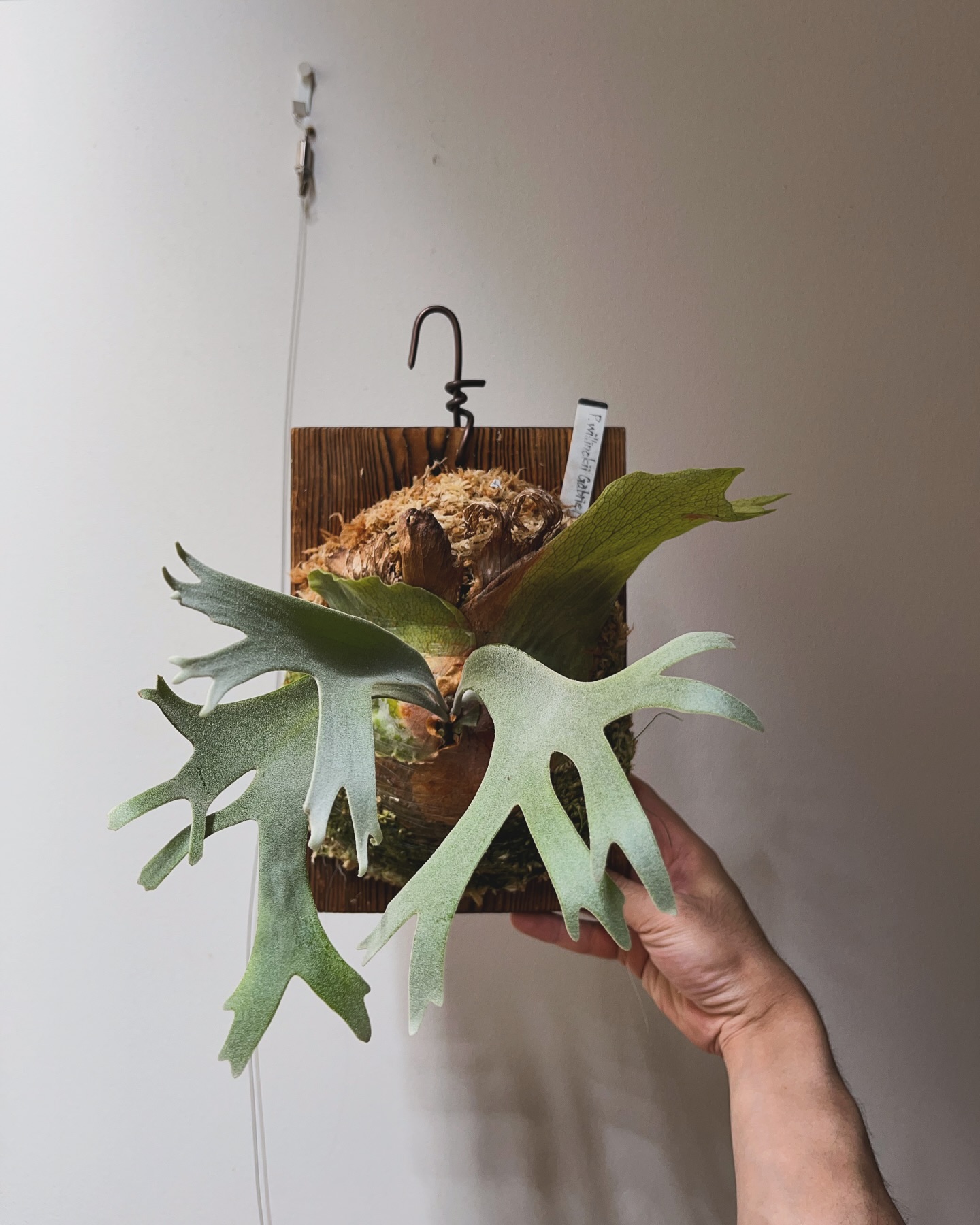 P.willinckii gabriel from @iggy421 上部にコケまし、マグァンプ 私