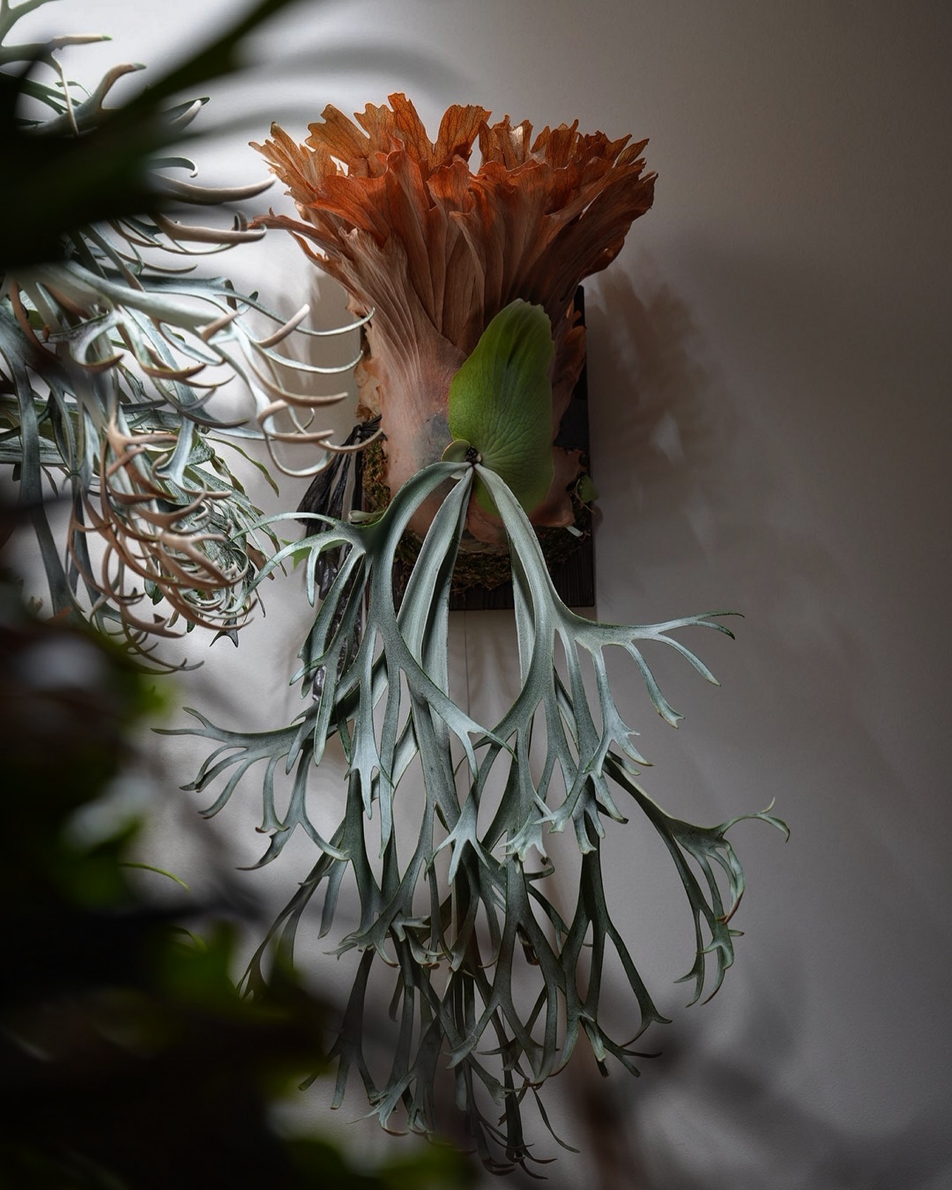 P.willinckii smurf from @katsu_hibino なかなかいいんじゃないで