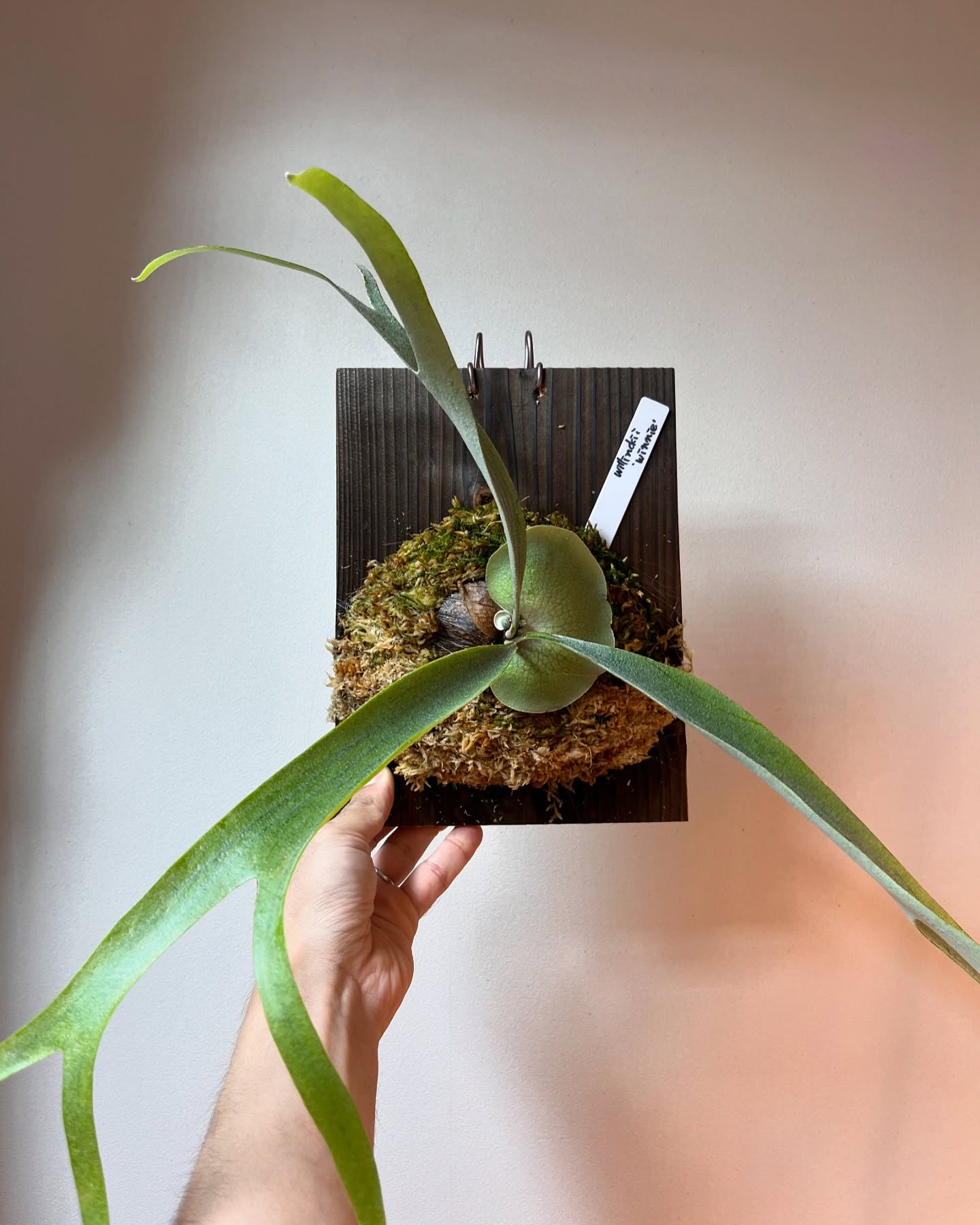 P.willinckii winnie from @big_bell.plants_aqua これは