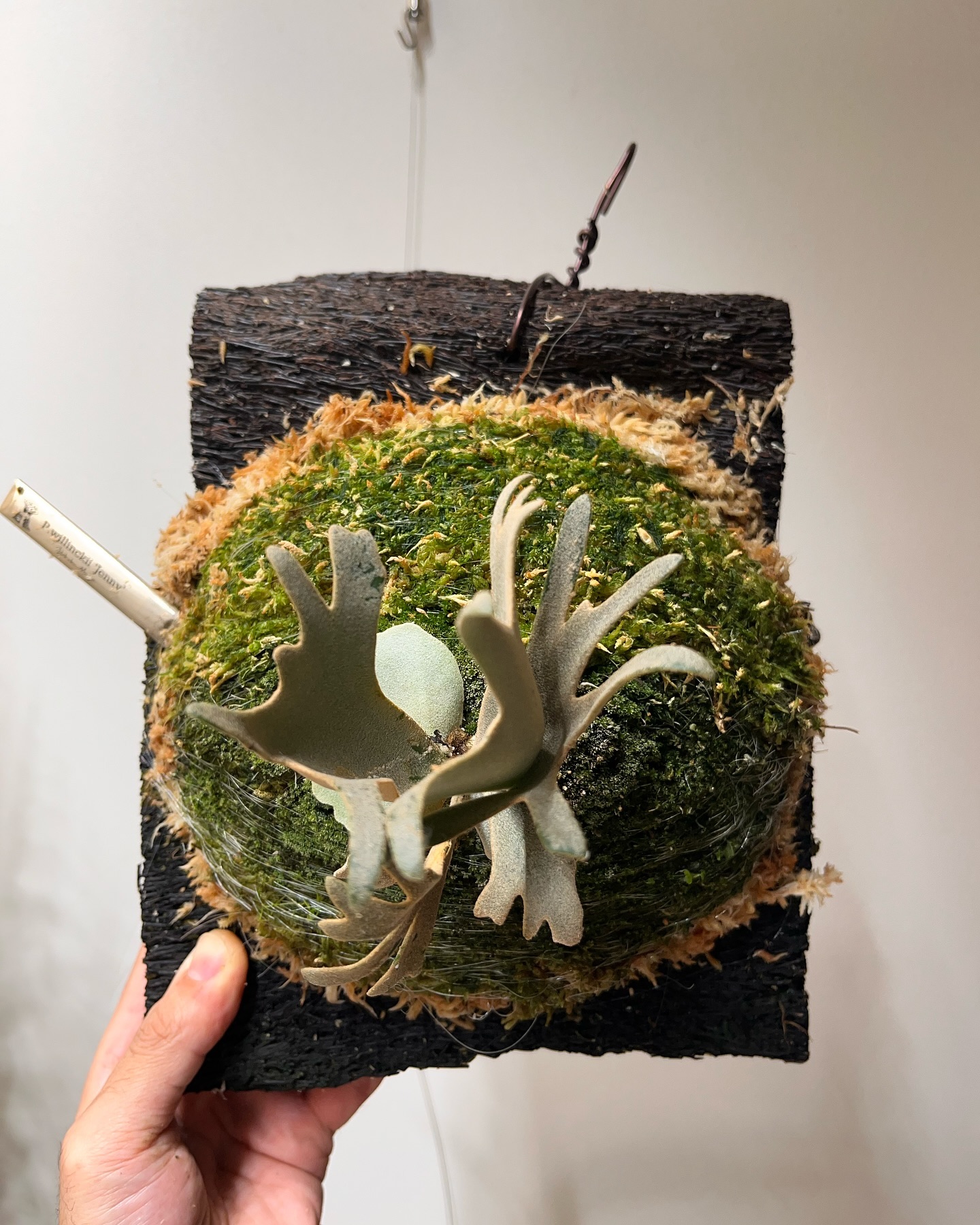 P.willinckii ‘Jenny’ from @bikakumafia 根が板に到達したしたた