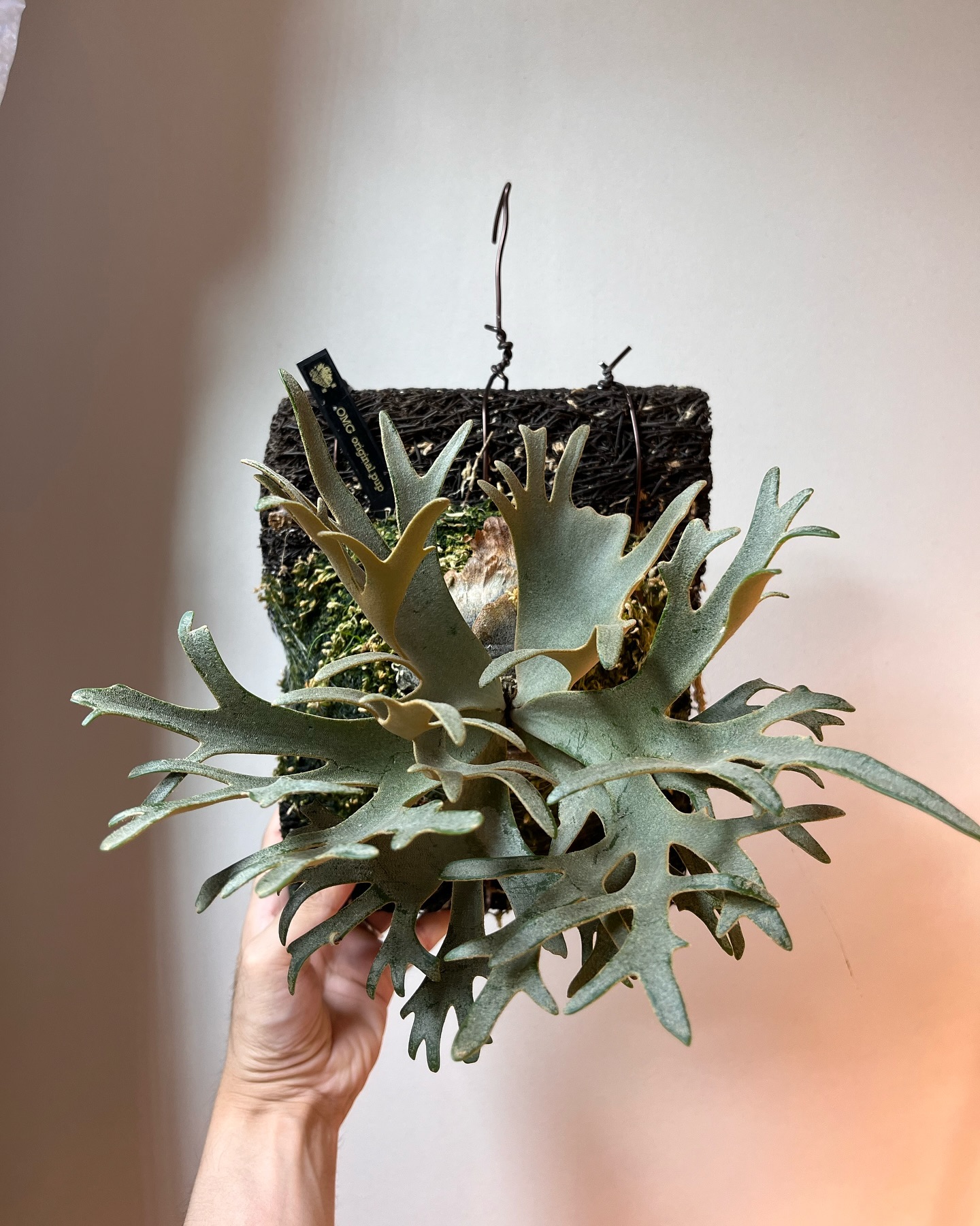 Platycerium willinckii OMG やっぱりうちの環境だとドワーフは成長遅いですな