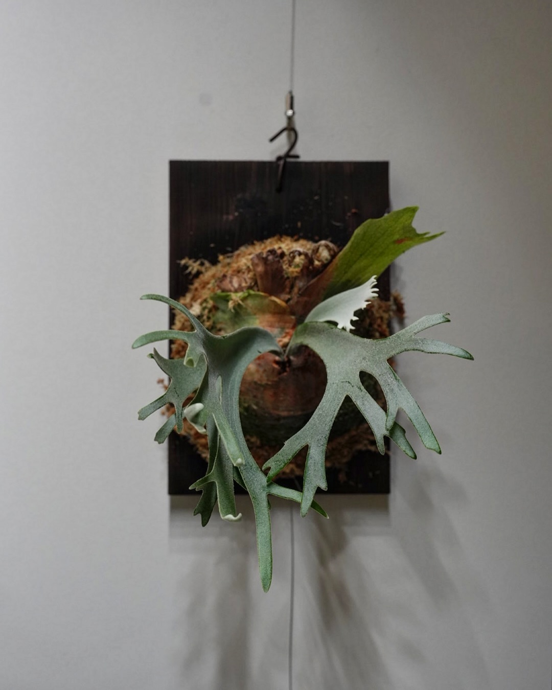 P.willinckii gabriel from @iggy421 根が板に到達したため、 板替え