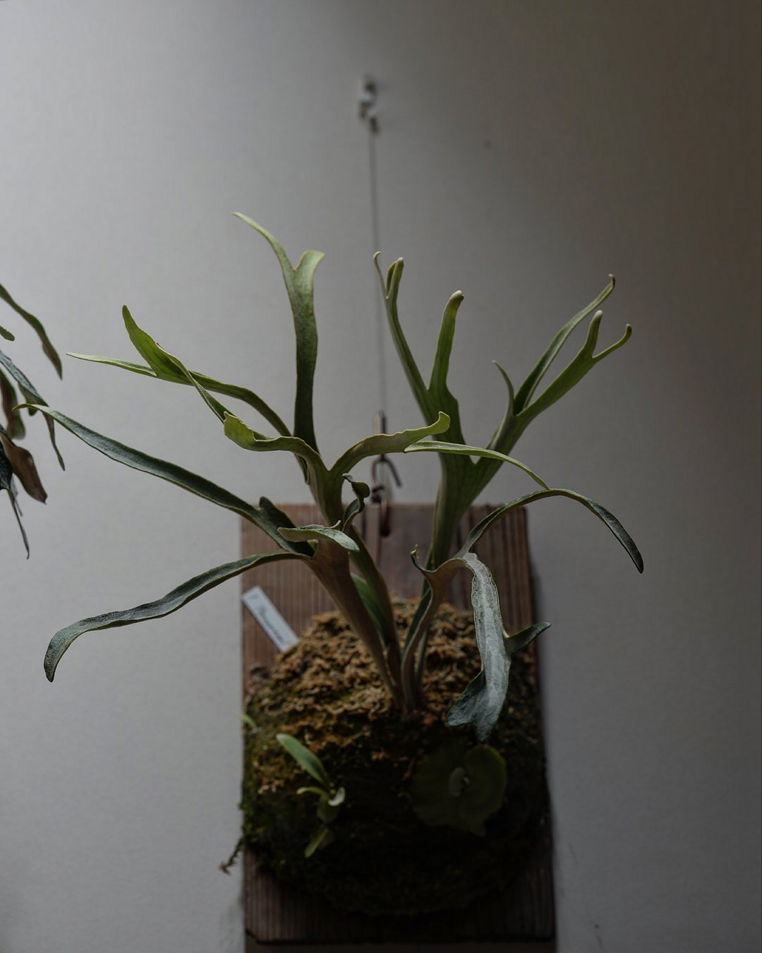 P.Phenomenal from @katsu_hibino たまらんやろ？