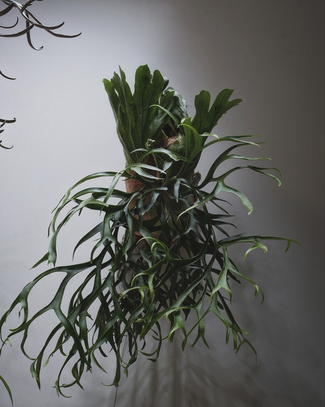 P.coronarium waiwai from @vandaka_plants 胞子葉の暴力。 コ