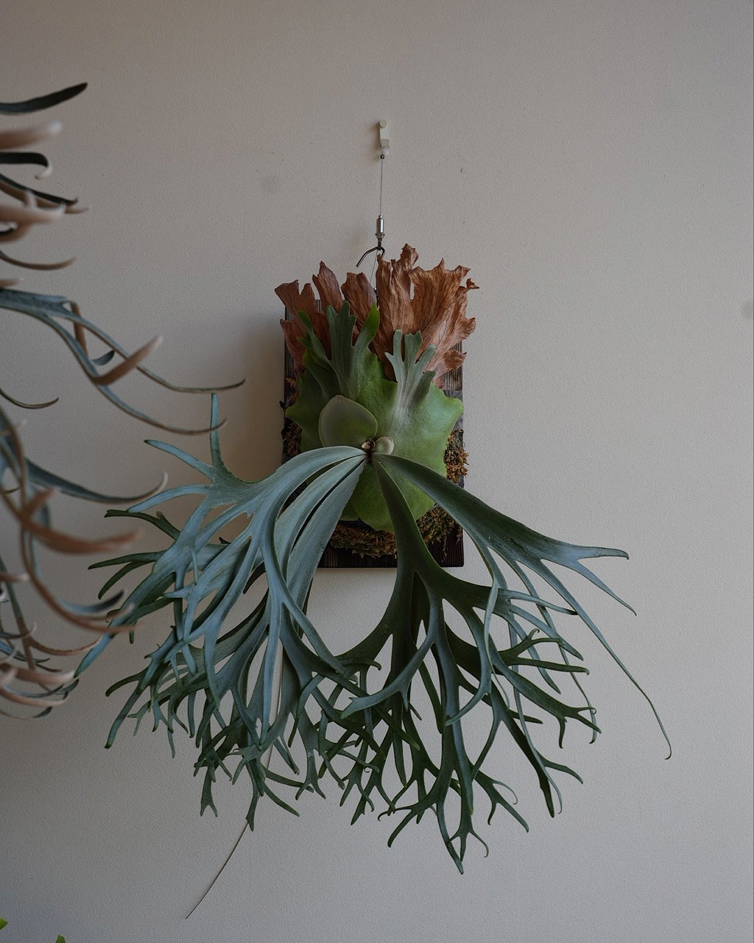 P.willinckii blue queen ブルークイーンも最近よく見かけるようになりましたね。