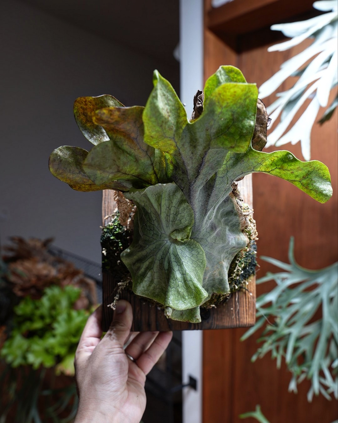 P.superbum dwarf sporeling チンゲンサイです。 こういうわけ分からんビカク