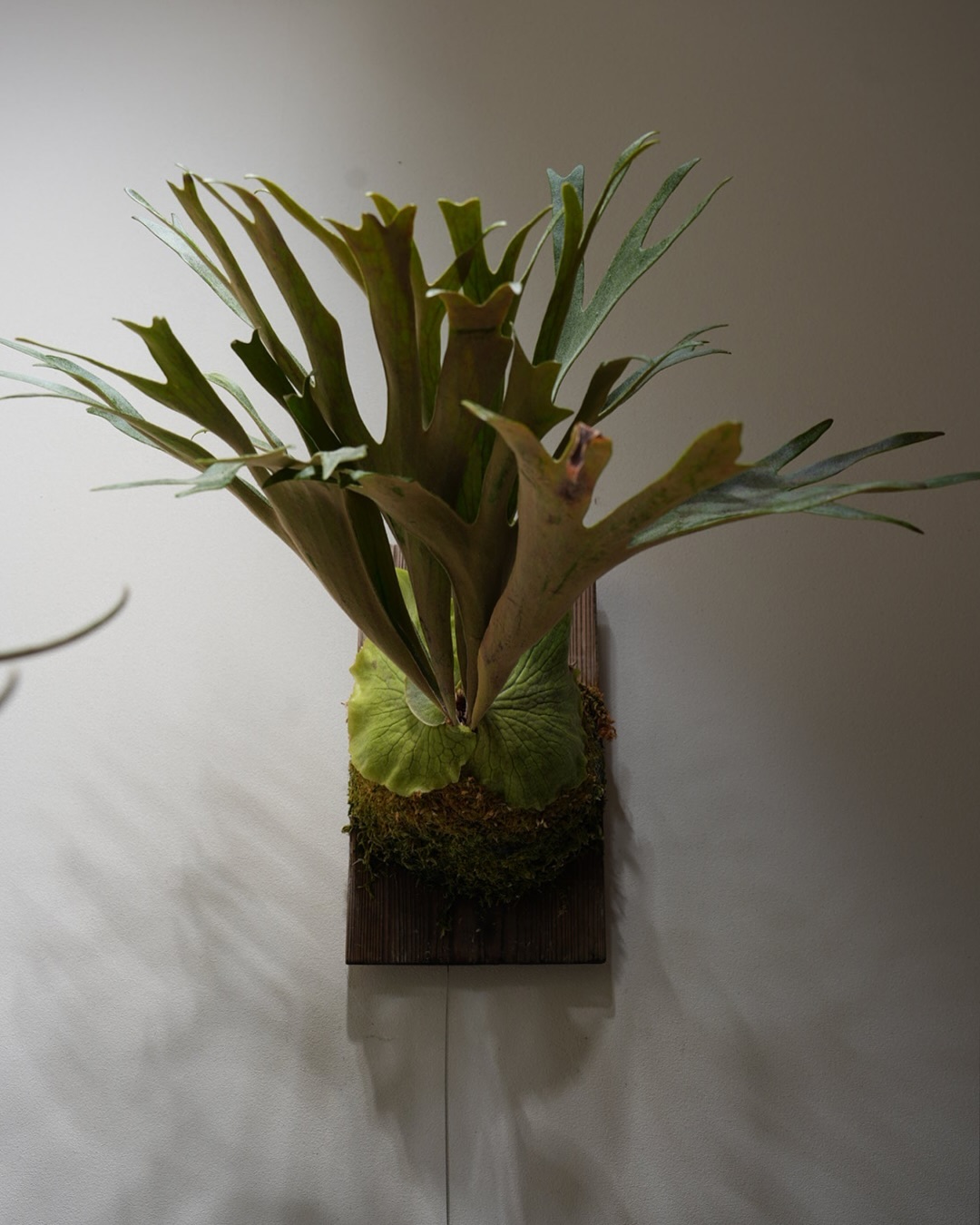 P.veitchii x coronarium from @katsu_hibino たまらん