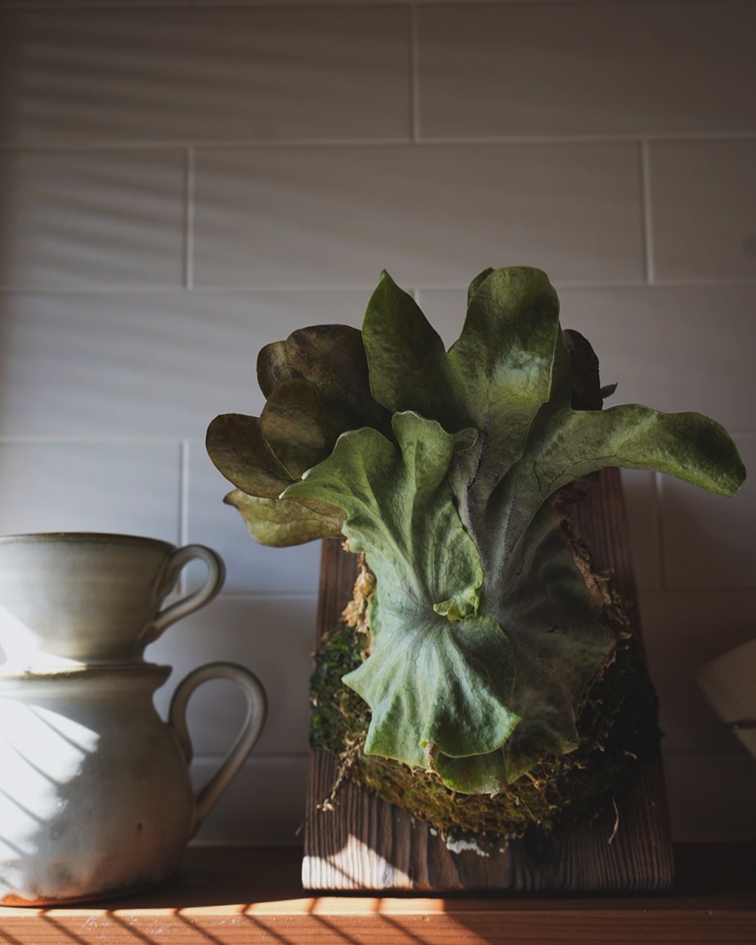 P.superbum dwarf sporeling コーヒー屋さんはビカク好きなイメージ。