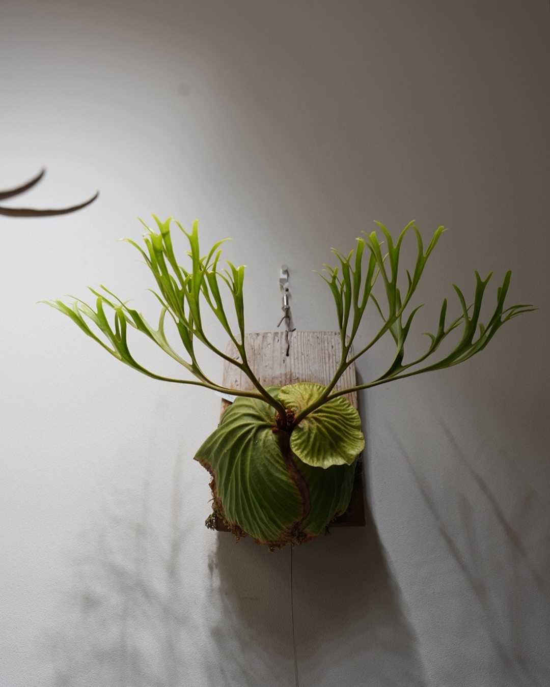 Platycerium ridleyi pakarang from @katsu_hibino ビカ