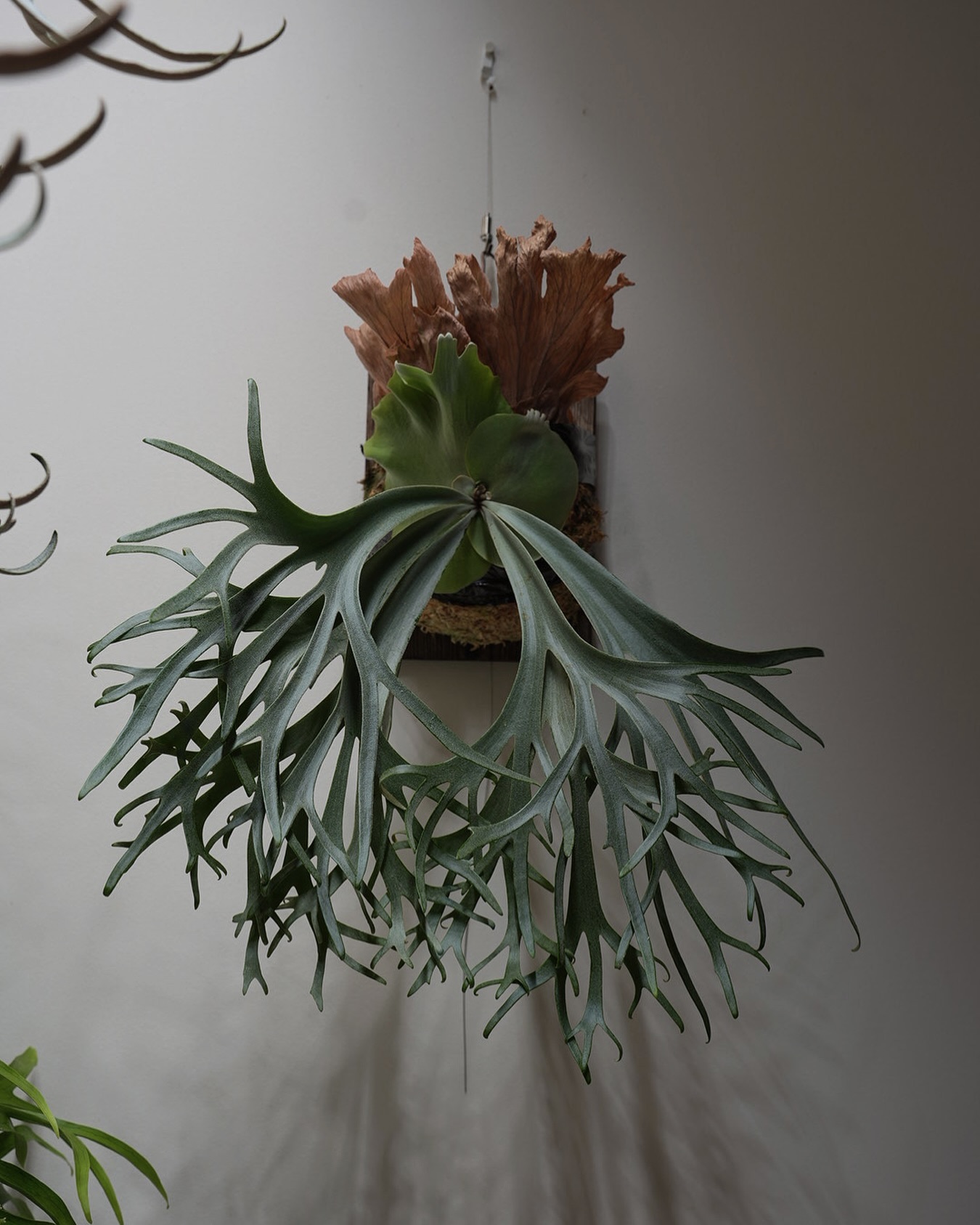 P.willinckii blue queen 貯水葉の展開が変な感じ。 何か間違えたか。