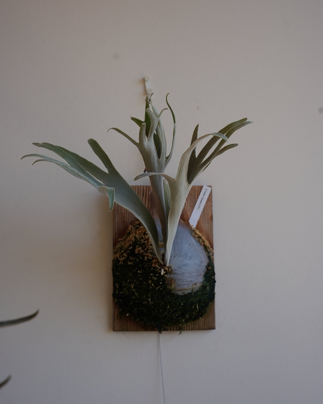 Platycerium pedro TC