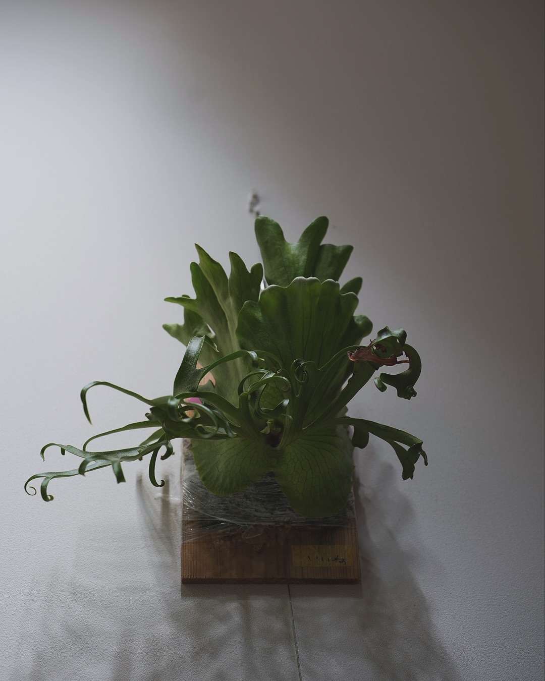 P.coronarium from @katsu_hibino 新しくうちに来たコロナ。 なかなかな