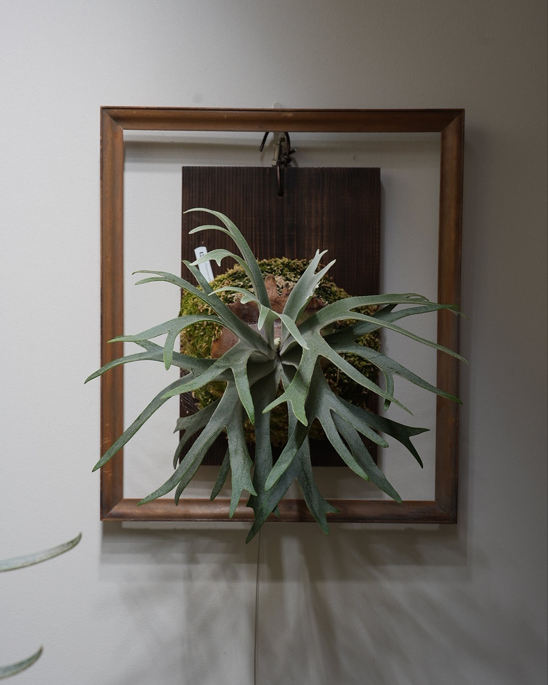 P.willinckii 伊弉諾 from @big_bell.plants_aqua 伊弉諾が好き