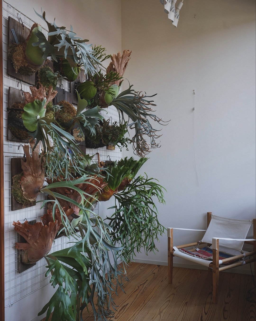 ビカクウォールのリニューアル