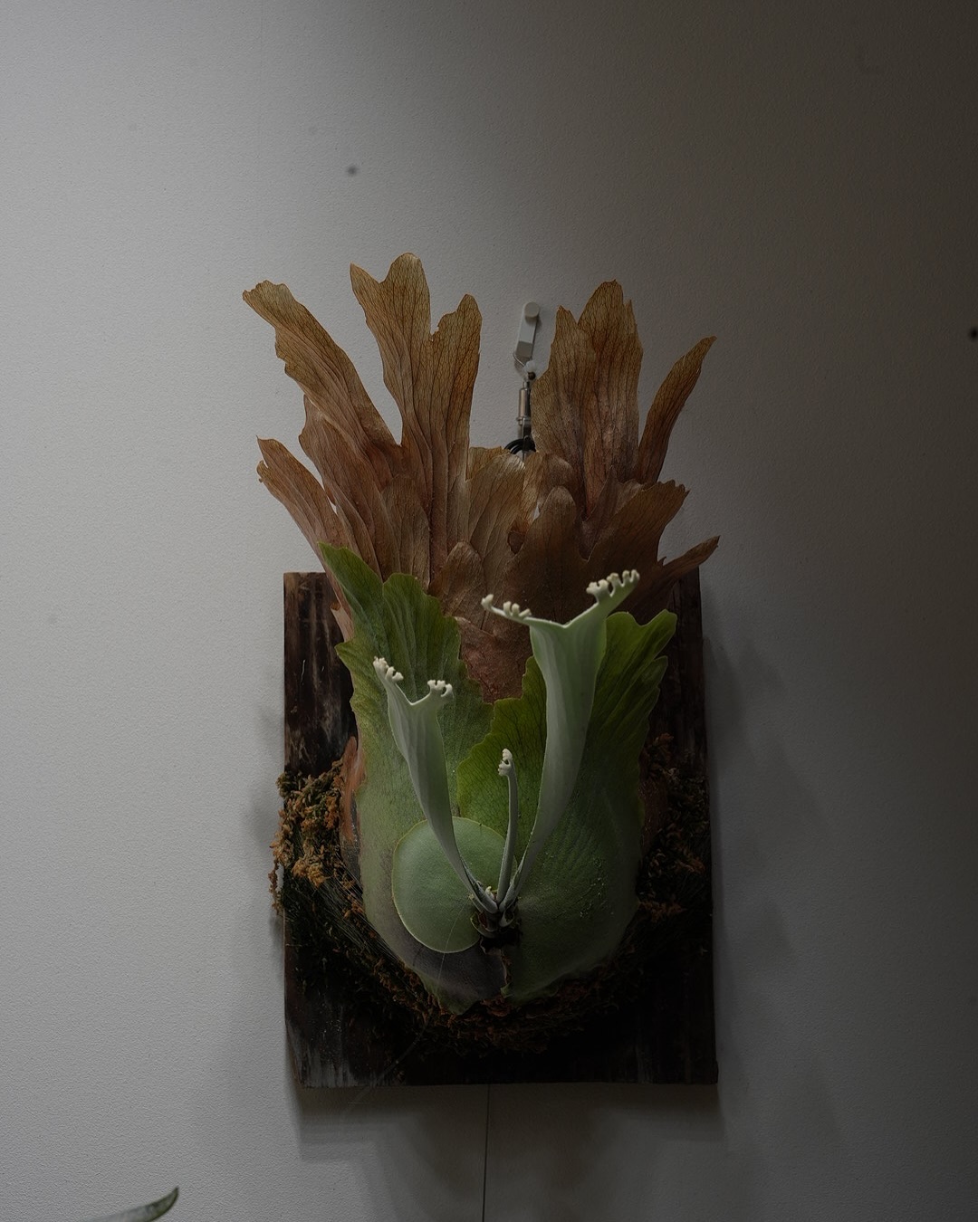 P.willinckii moonlight from @katsu_hibino ハダニ被害につき