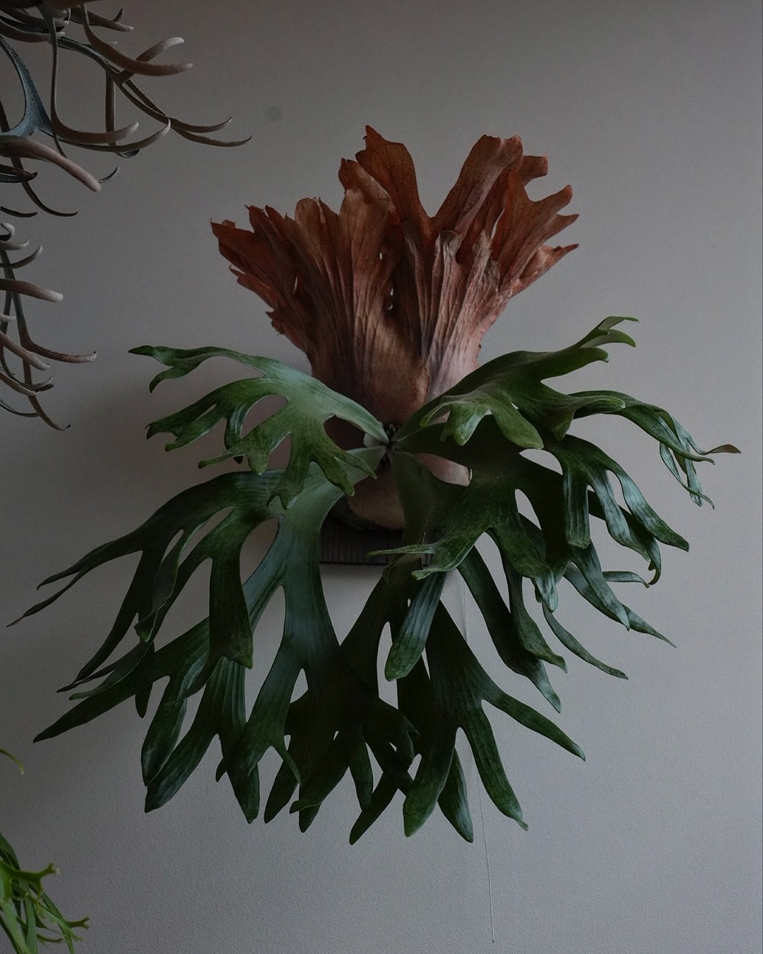 P.willinckii wallichii 交雑種はいいぞ