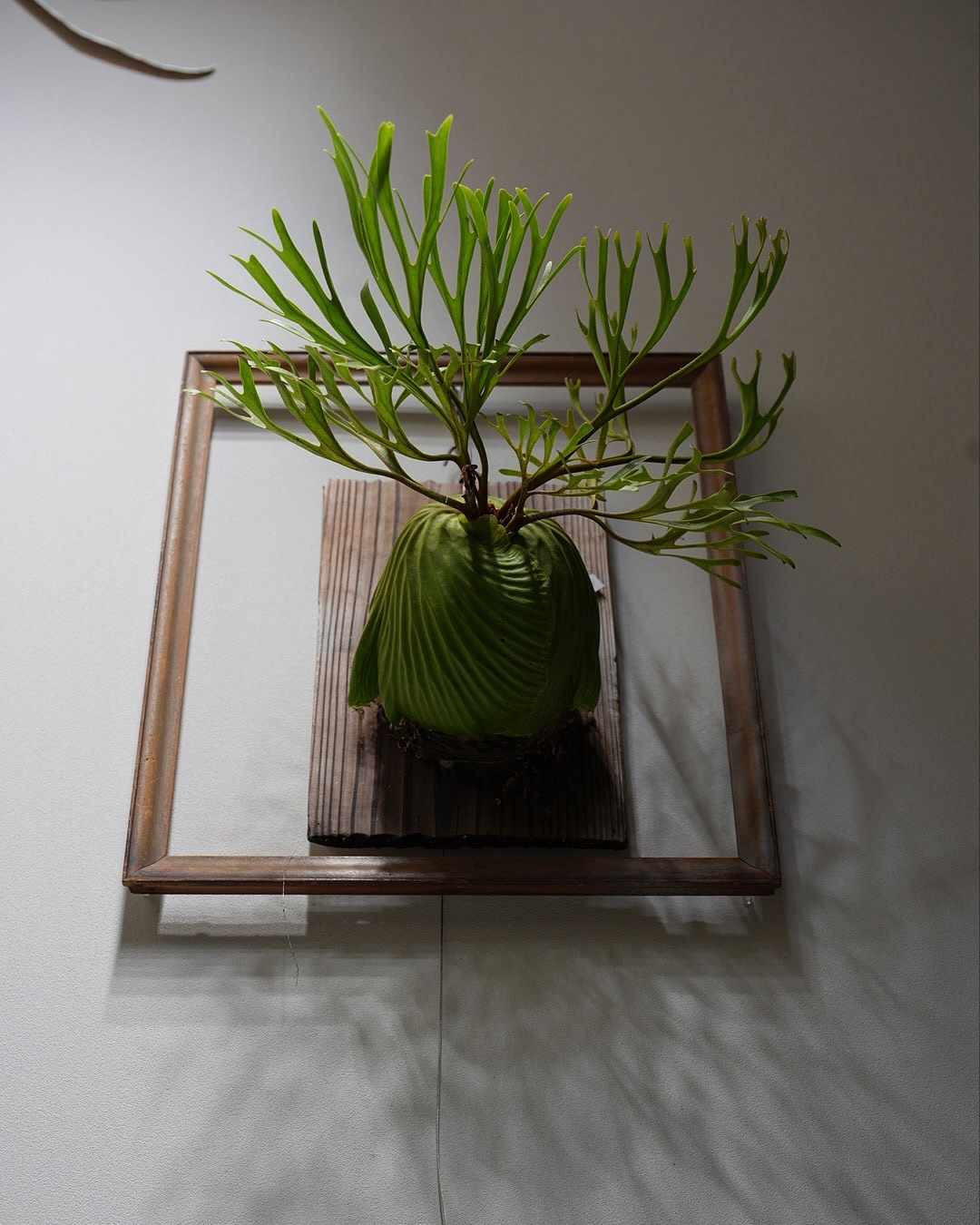 Platycerium ridleyi nano from @katsu_hibino ジサクボのド