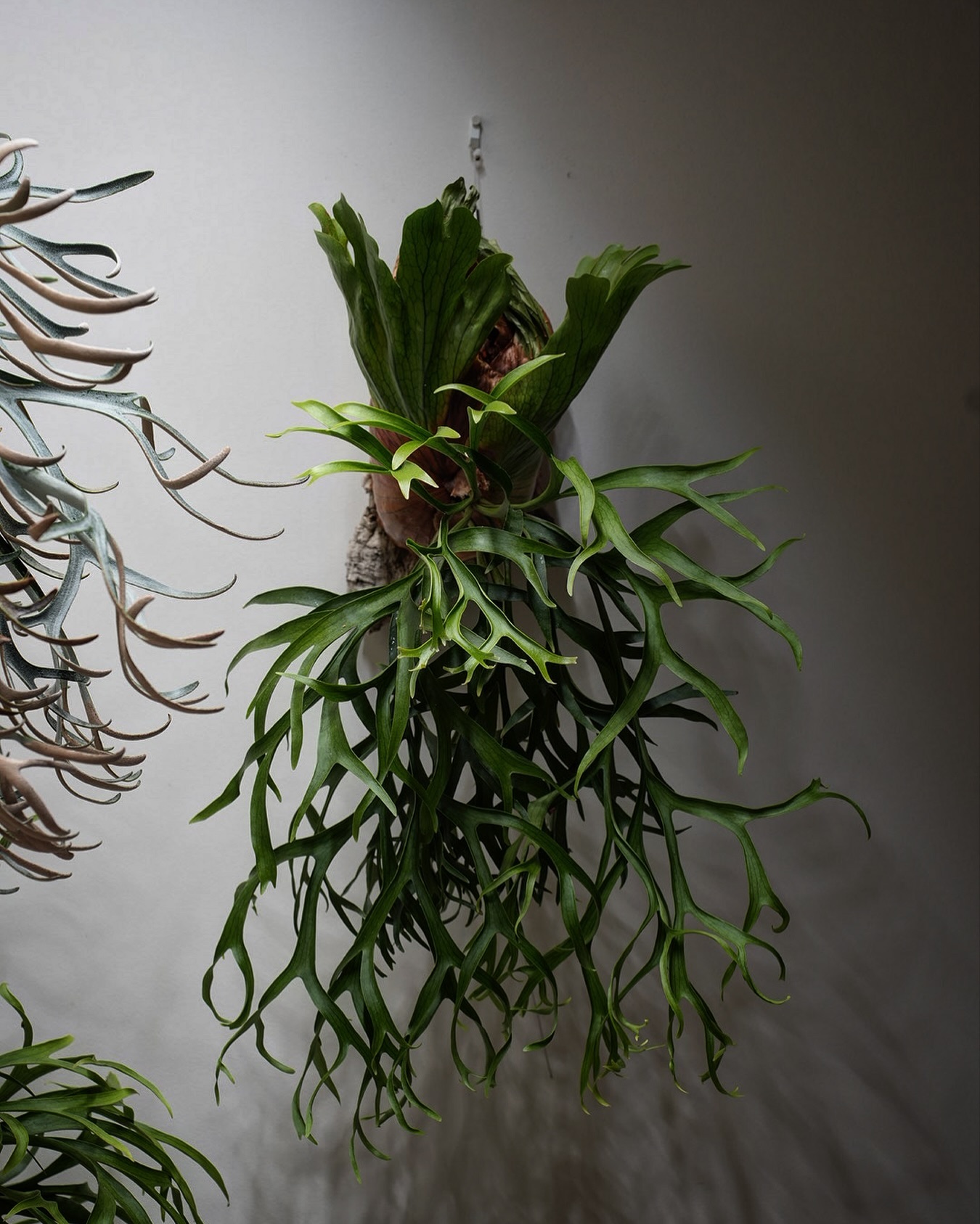 P.coronarium waiwai from @vandaka_plants コロナリウムはいい