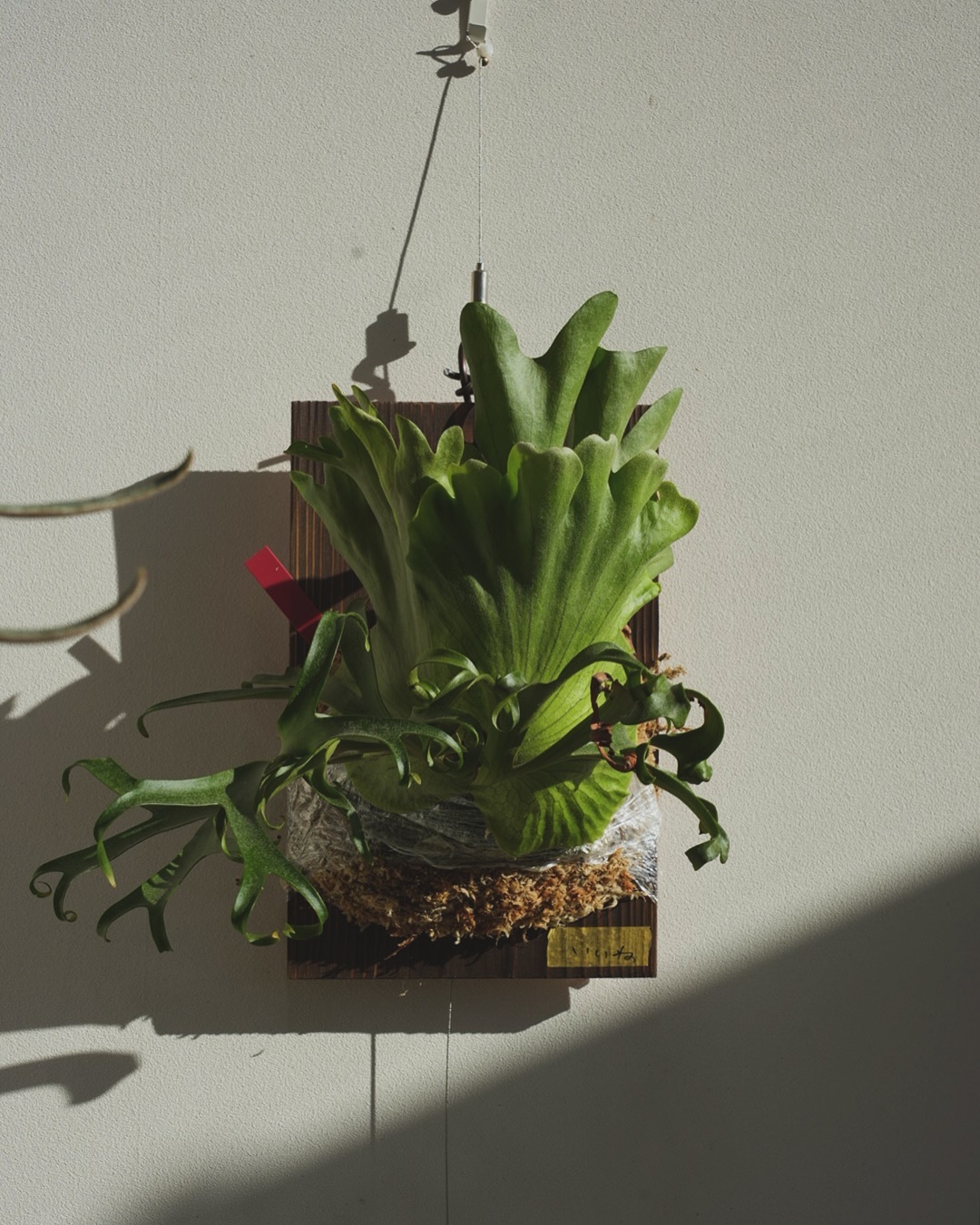 P.coronarium from @katsu_hibino 板替え苔増しマグァンプ。