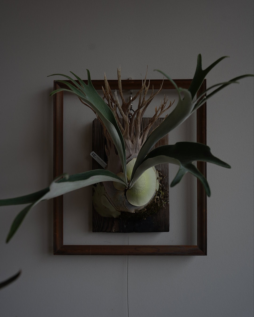 P.veitchii auburn river胞子培養＃3 今回はちょっとだけ尖りそう。 子株が少々