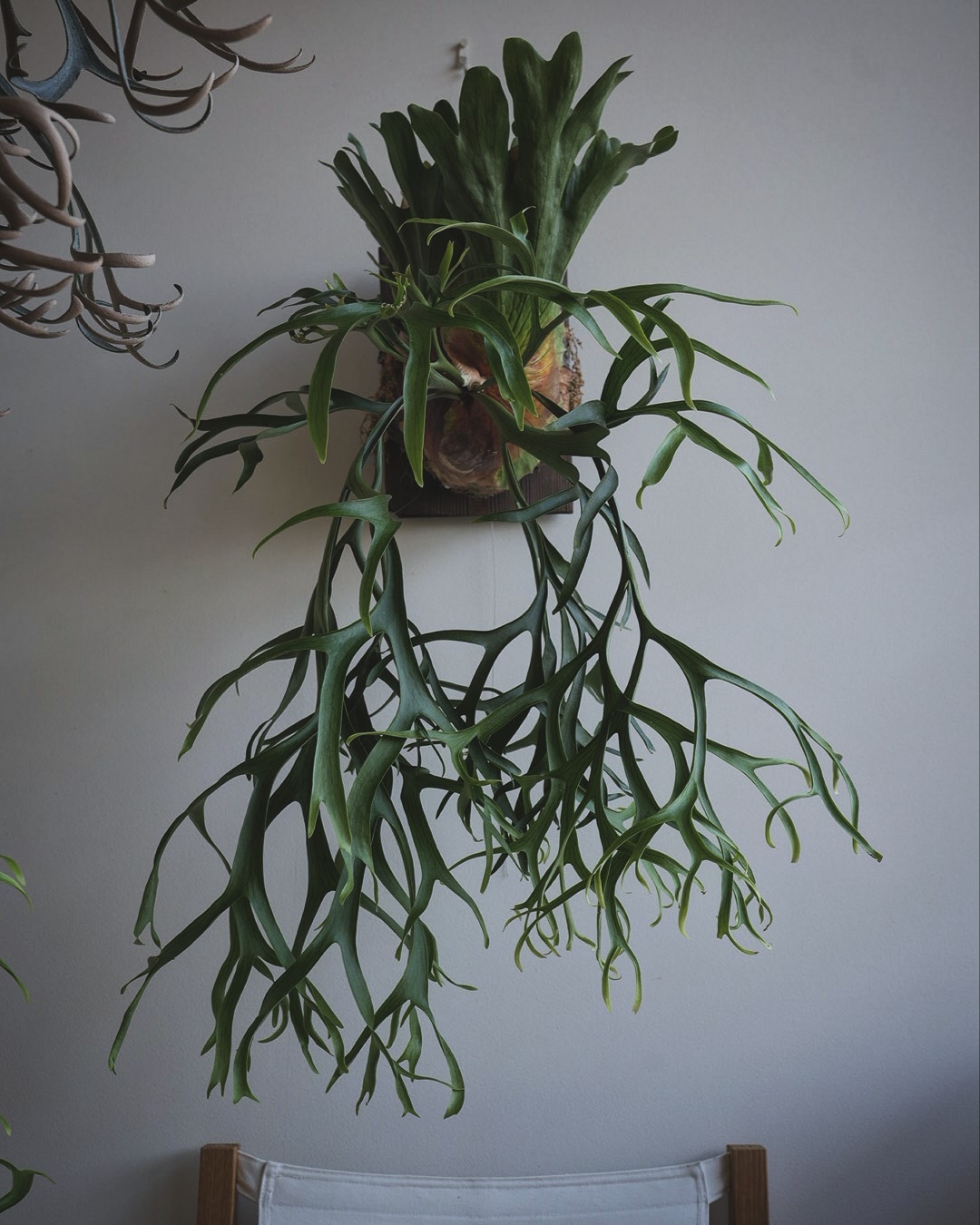 P.coronarium from @katsu_hibino コロナリウムはほんと色んな個性があり