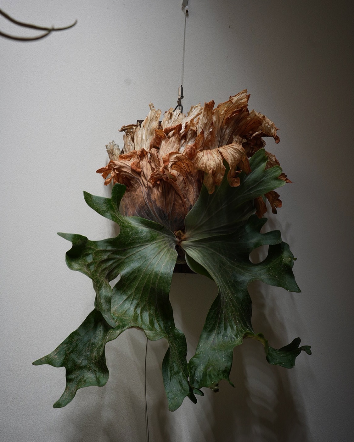 P.wallichiiの写真