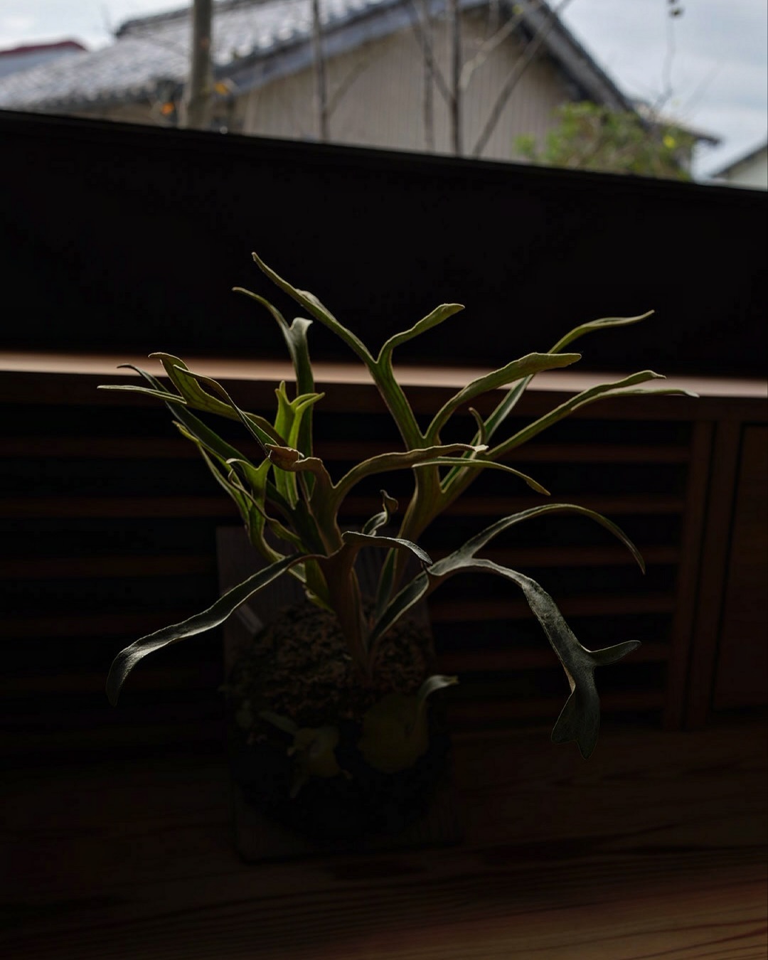 P.Phenomenal from @katsu_hibino 今から貯水葉ターン これは特定のマニ