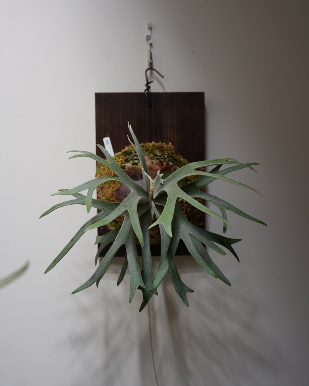 P.willinckii 伊弉諾 from @big_bell.plants_aqua これで立派な