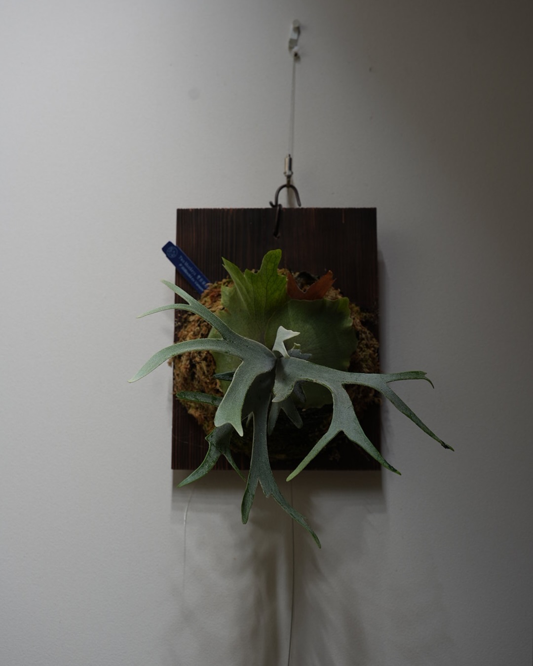 P.willinckii vanorn こちらバノンはaplus のスポアです。 なので、みんな大好