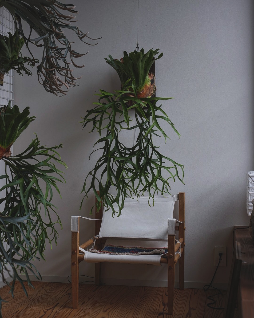 P.coronarium from @katsu_hibino コロナリウムはいいぞ。