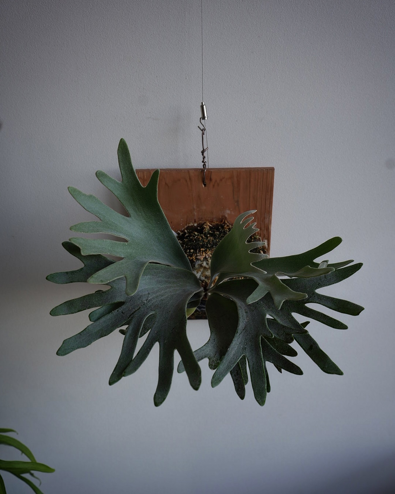 P.willinckii celso tatsuta