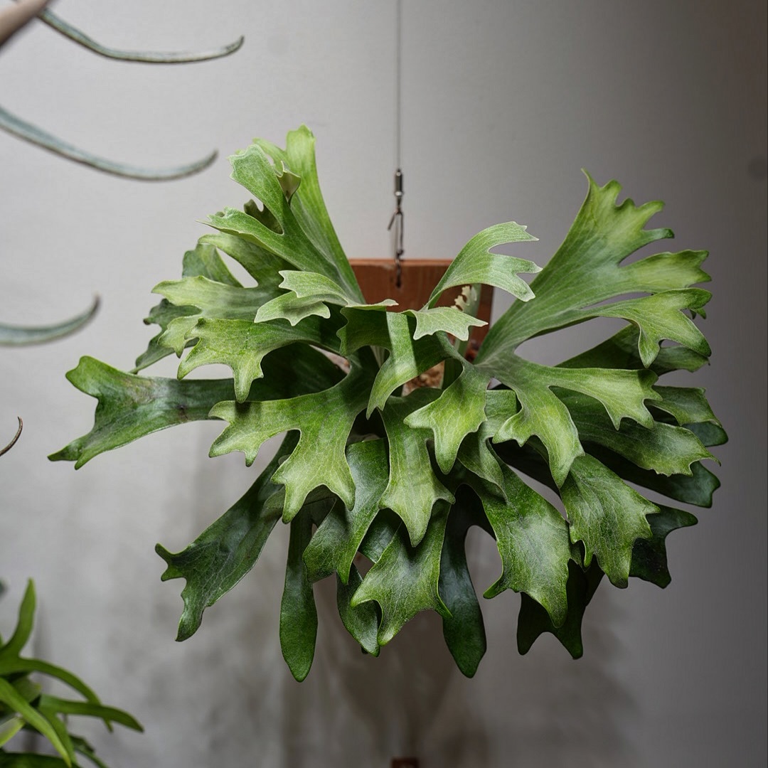 P.hillii has この株はその昔、三重糜会の会長 @zutto_kin 氏よりもたらされたも